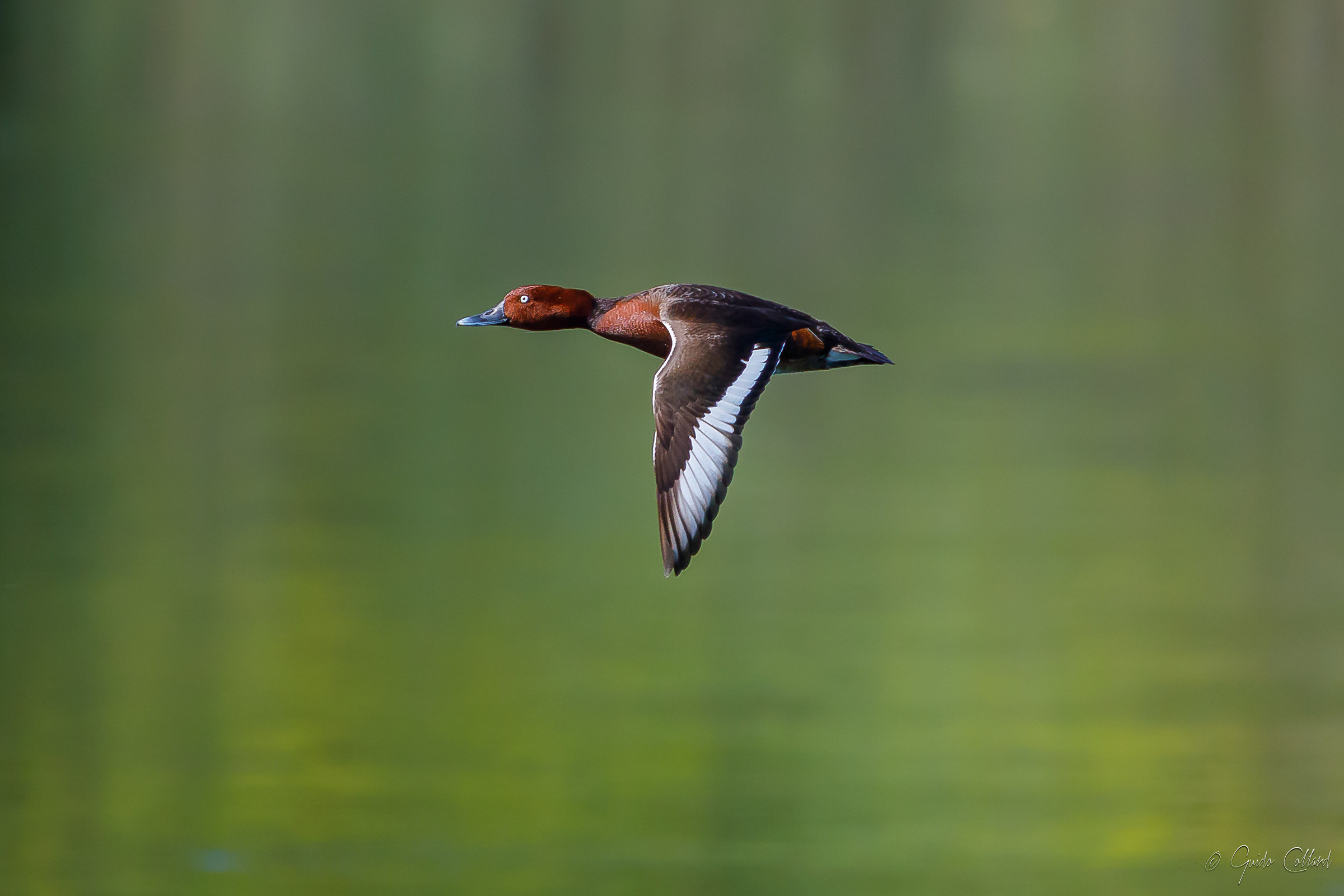 Ferruginous duck flying over Adda