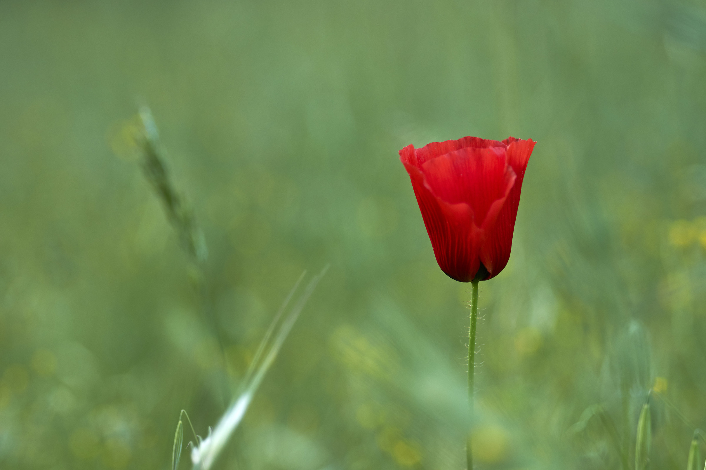 Lone poppy