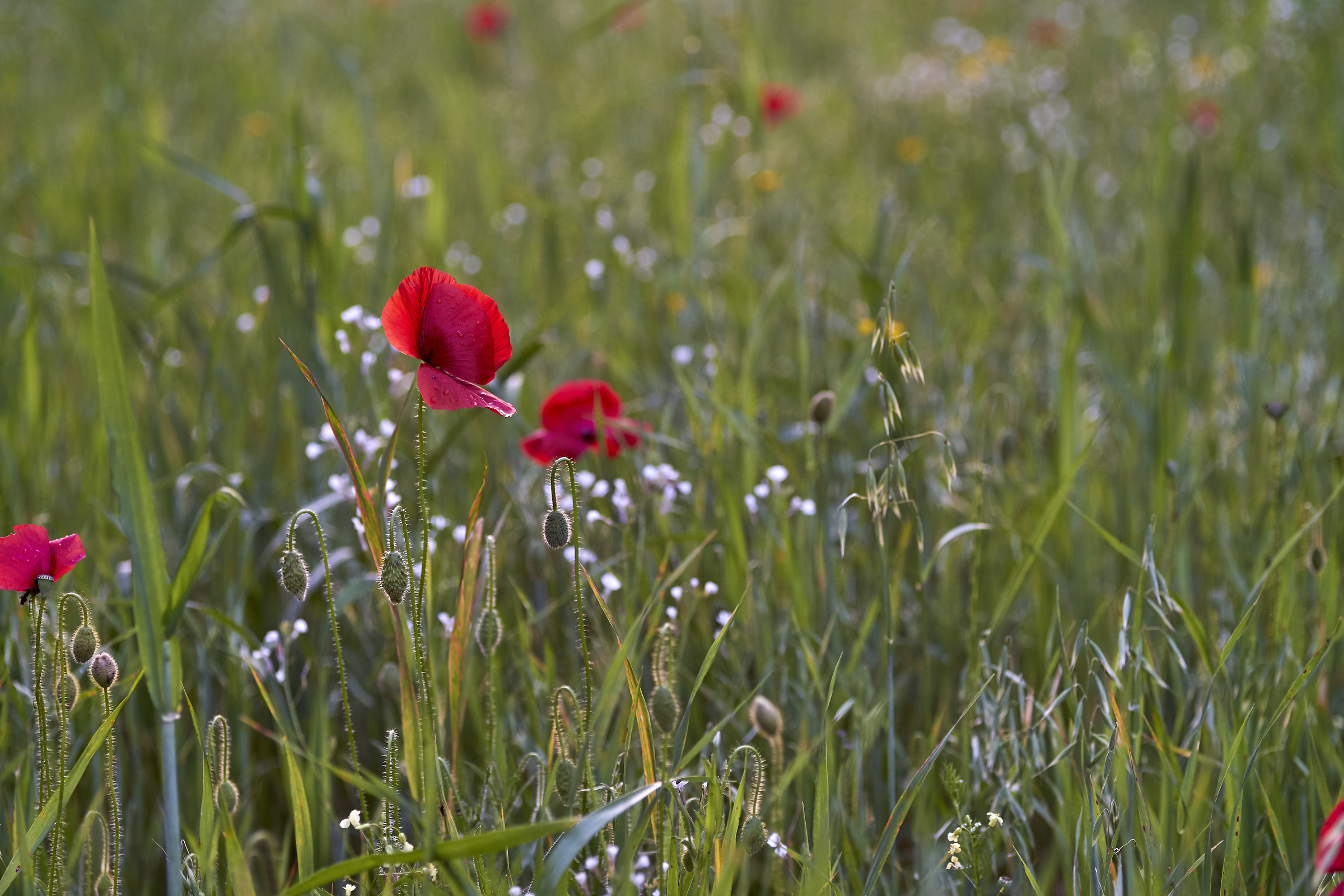 Poppies of the lawn