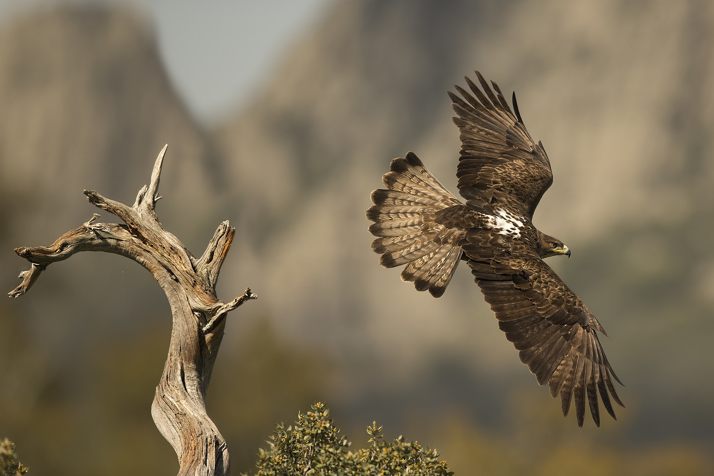 Aquila del bonelli femmina (Aquila fasciata)