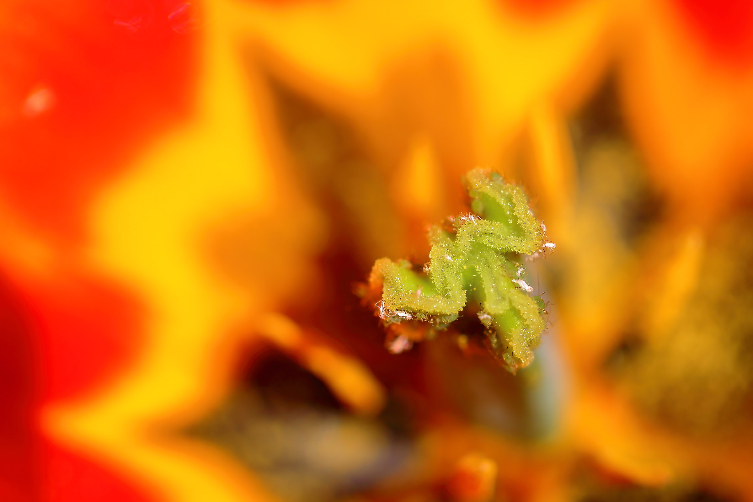 The residents of casa pistil