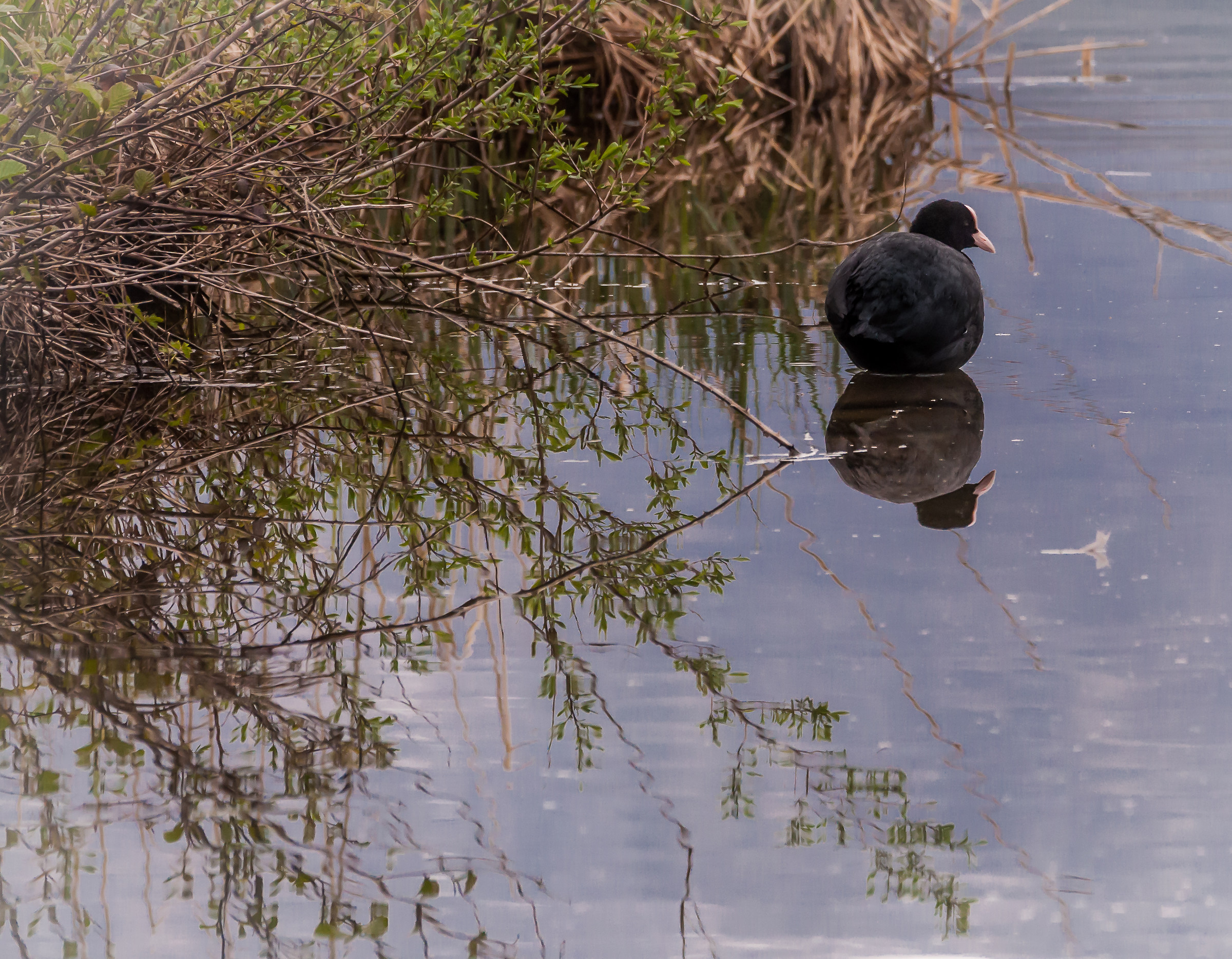 Chi è quella palletta?