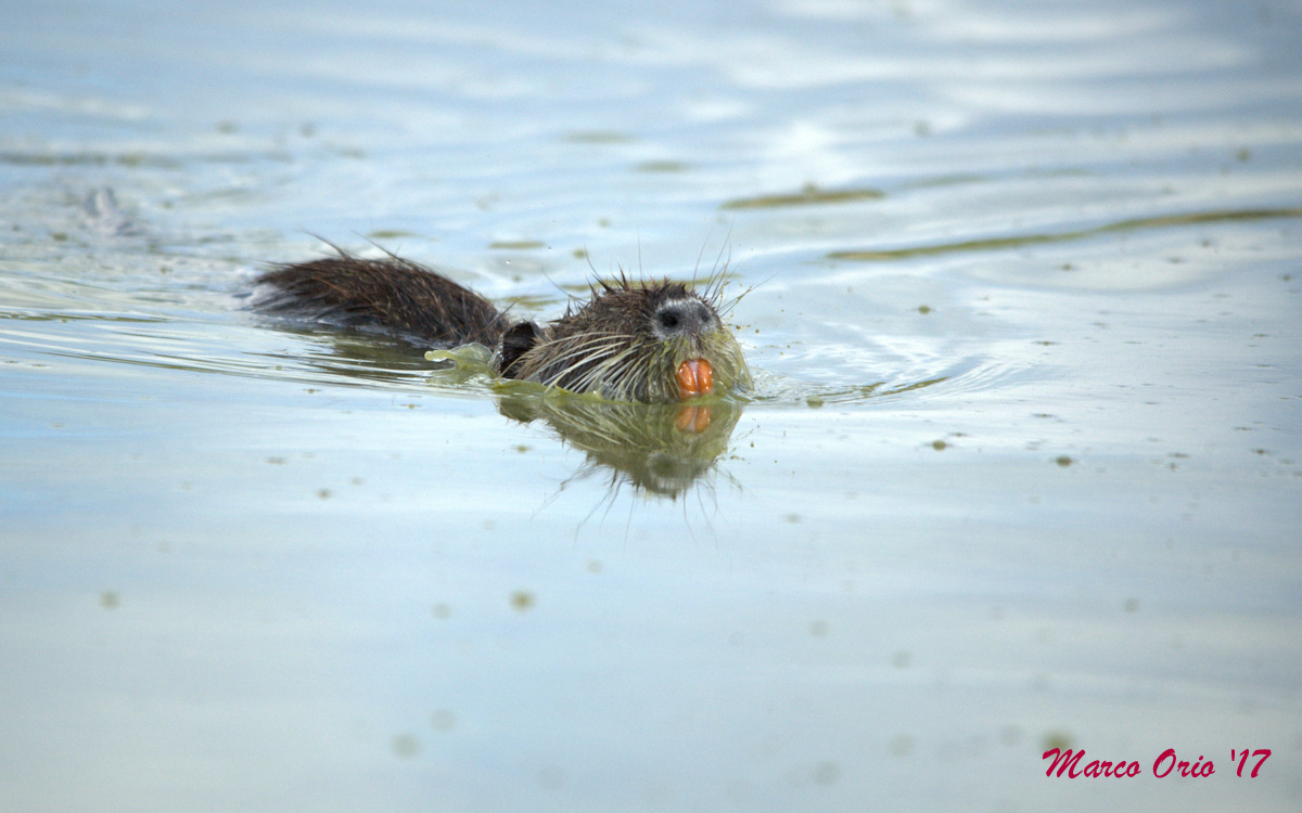 Nutria Rude!!