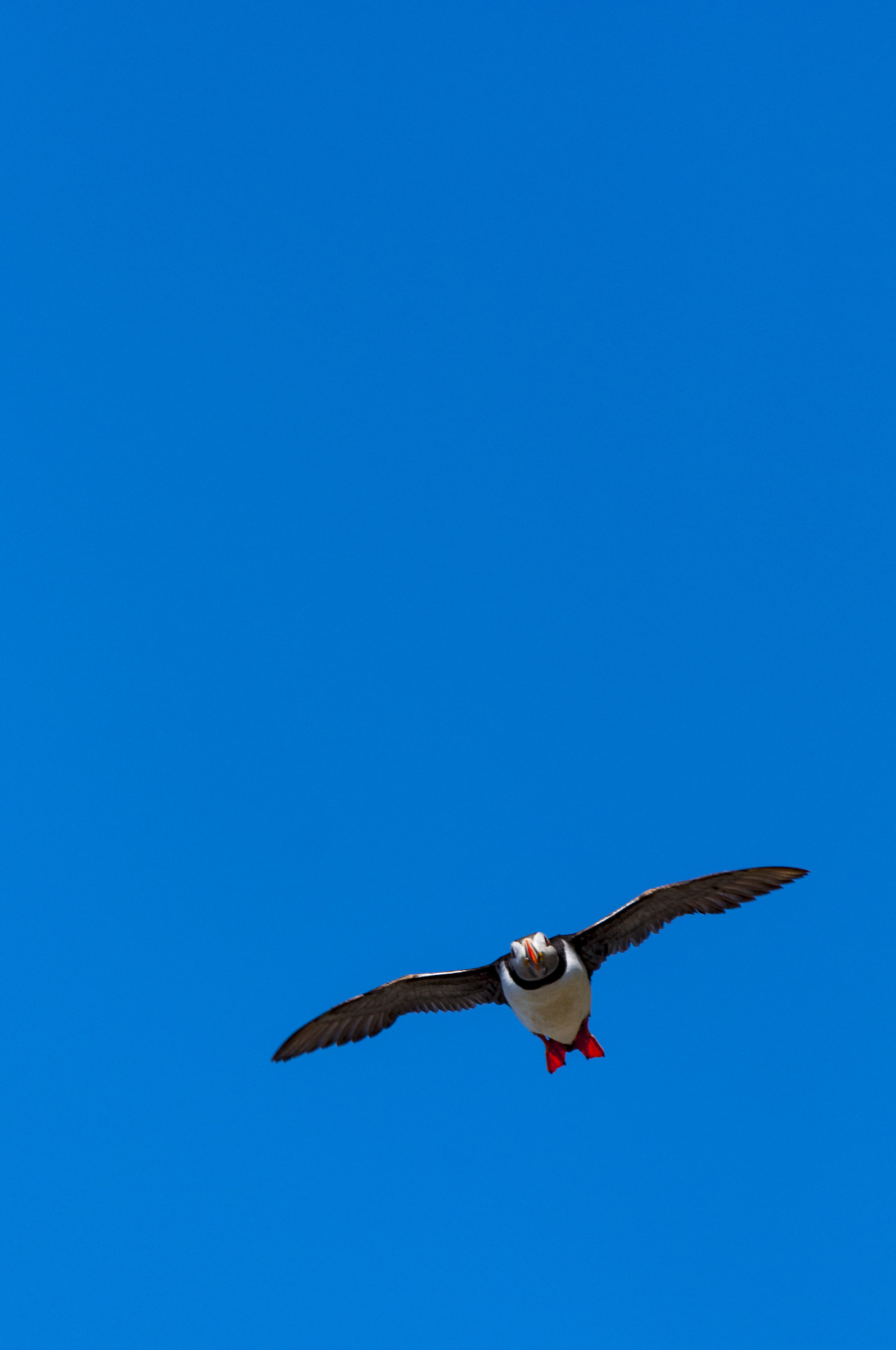 Puffin