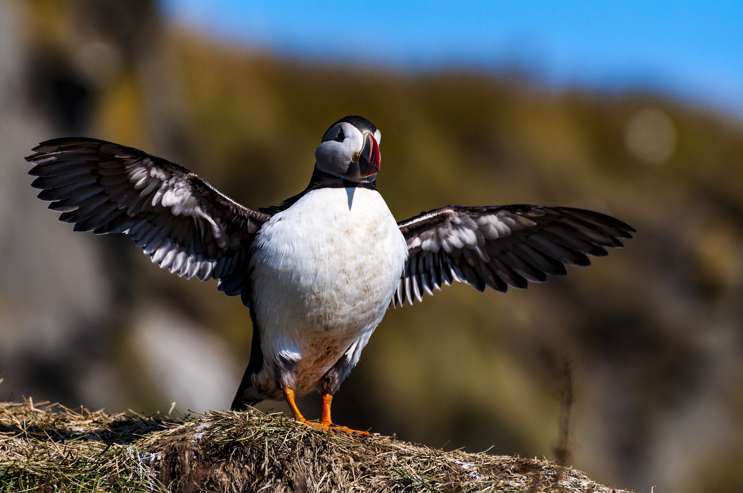 Puffin
