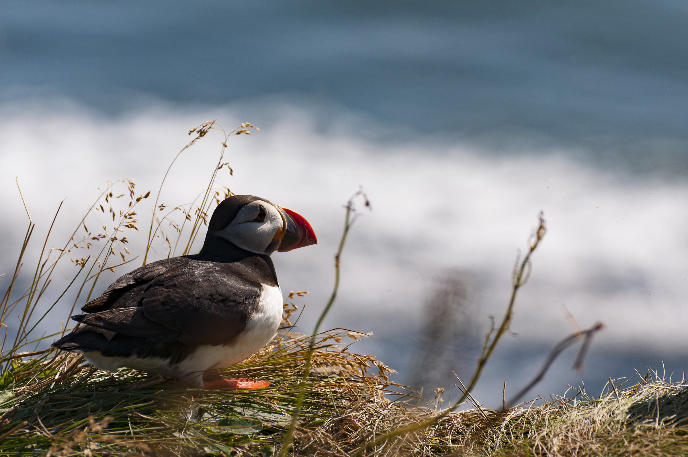 Puffin