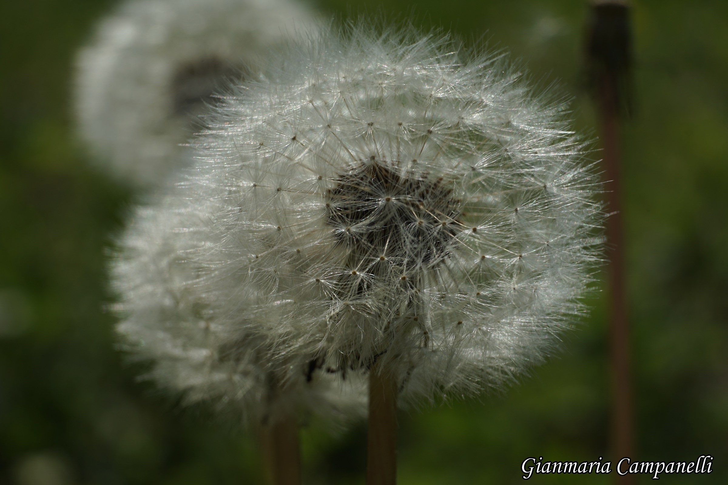 Taraxacum officinale