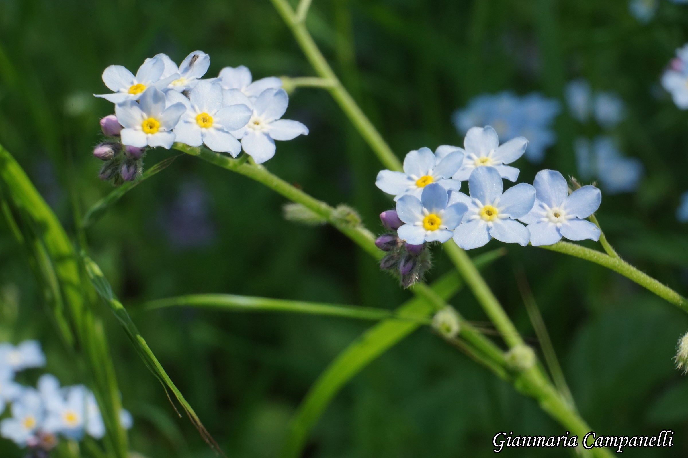 Non ti scordar di me