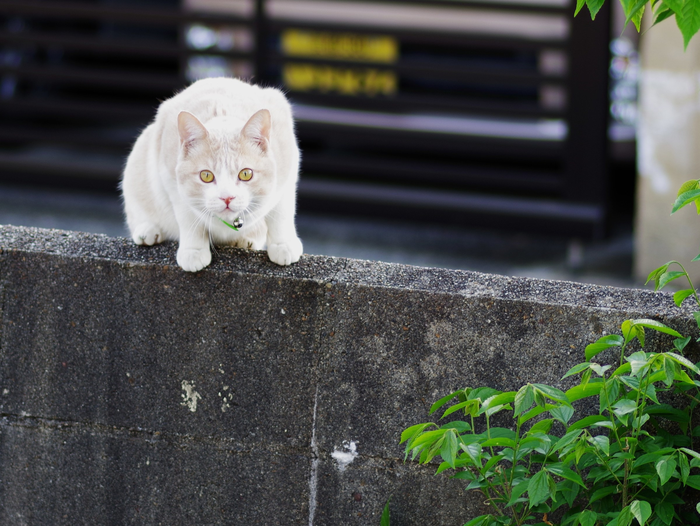 White Cat,with little bell