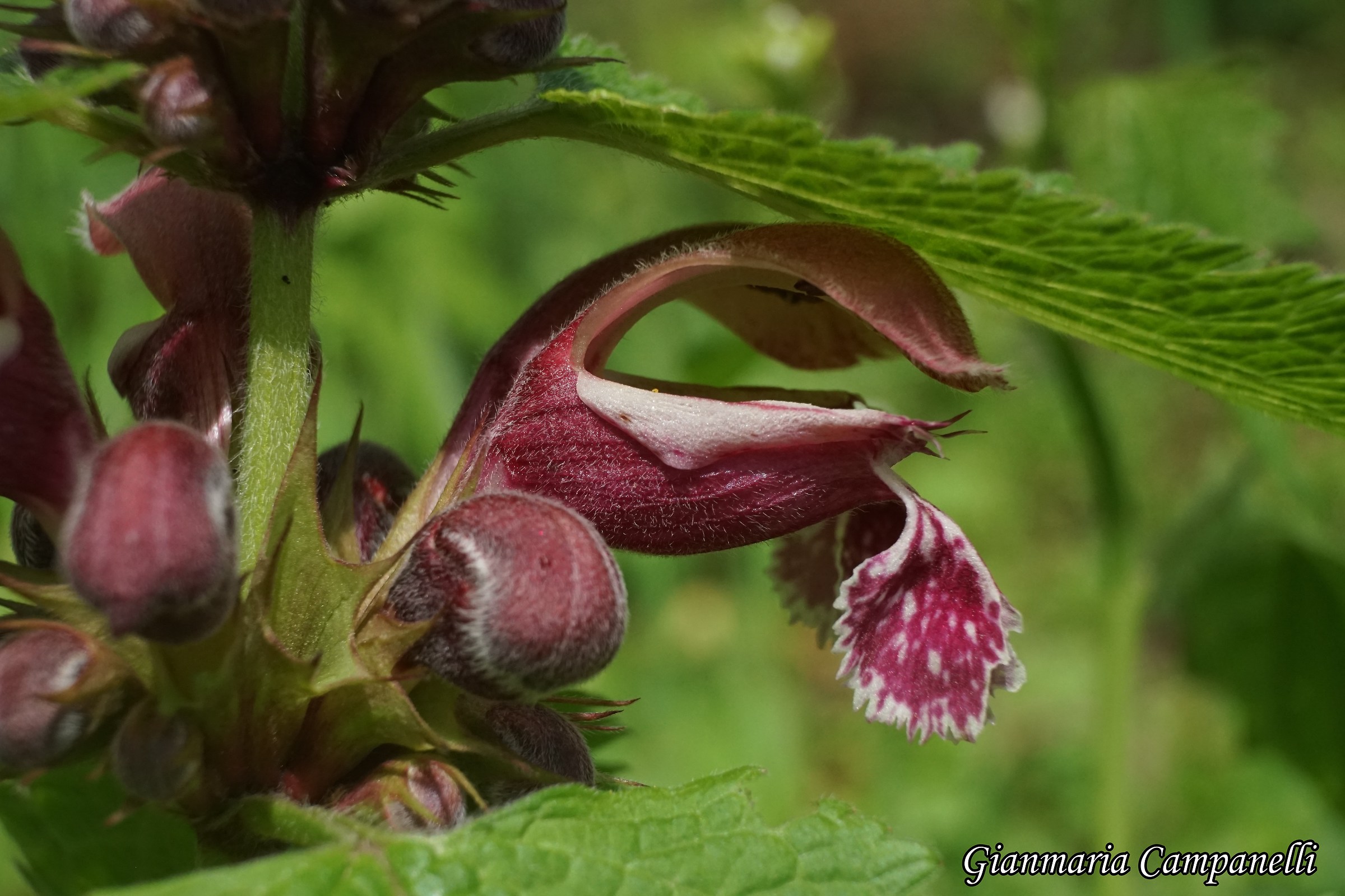 Lamium orvala