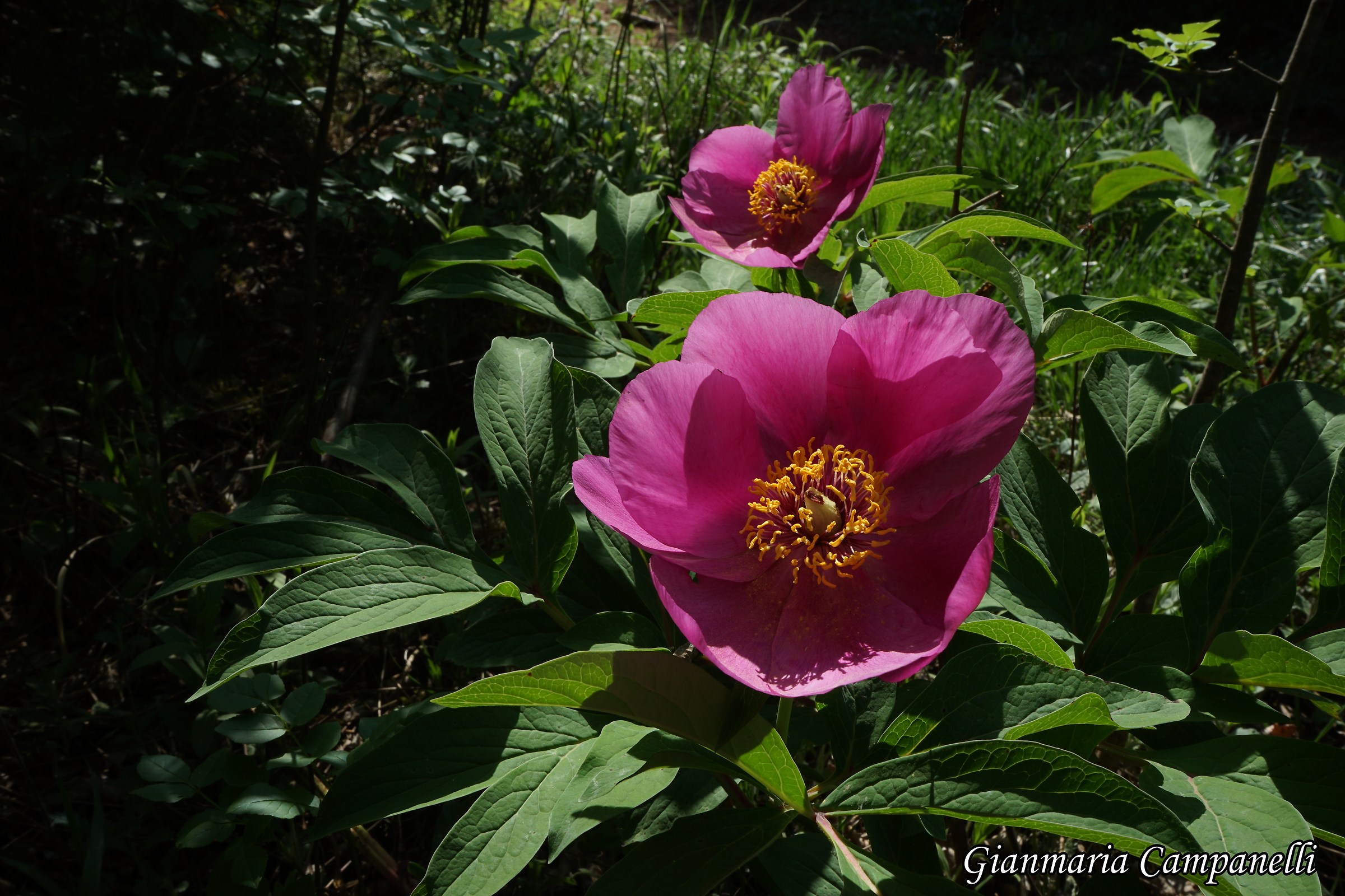 Paeonia officinalis