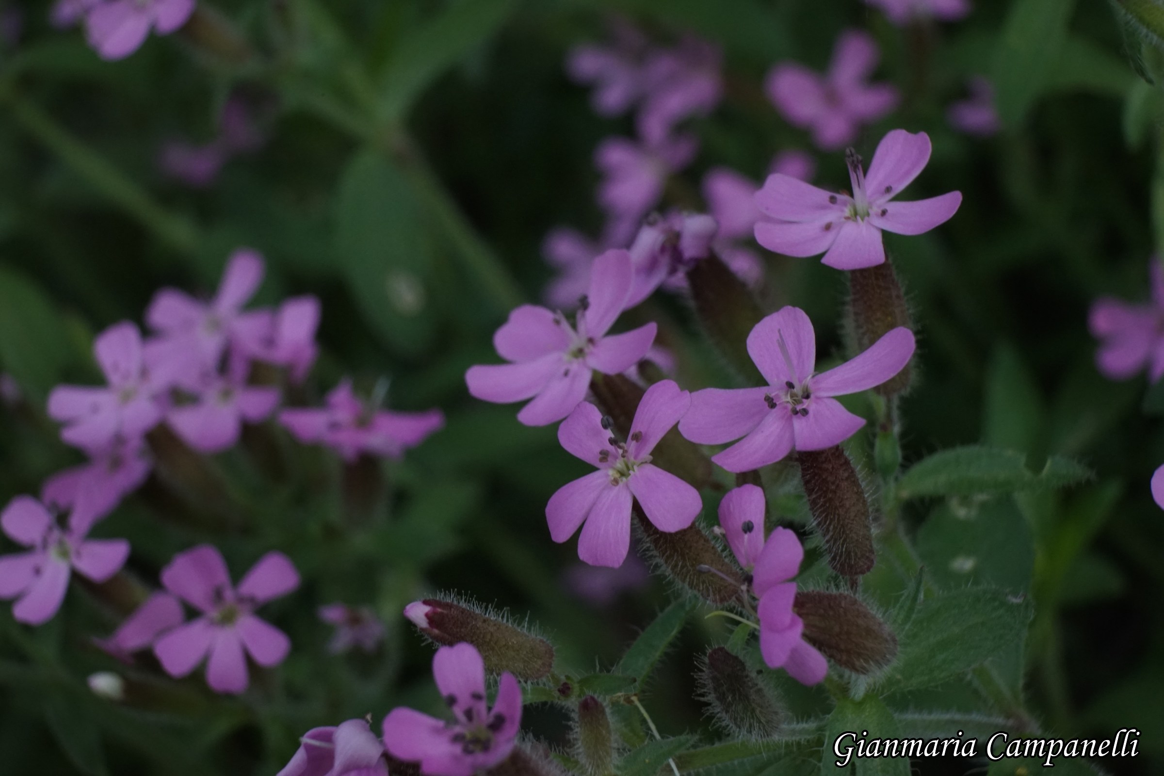 saponaria