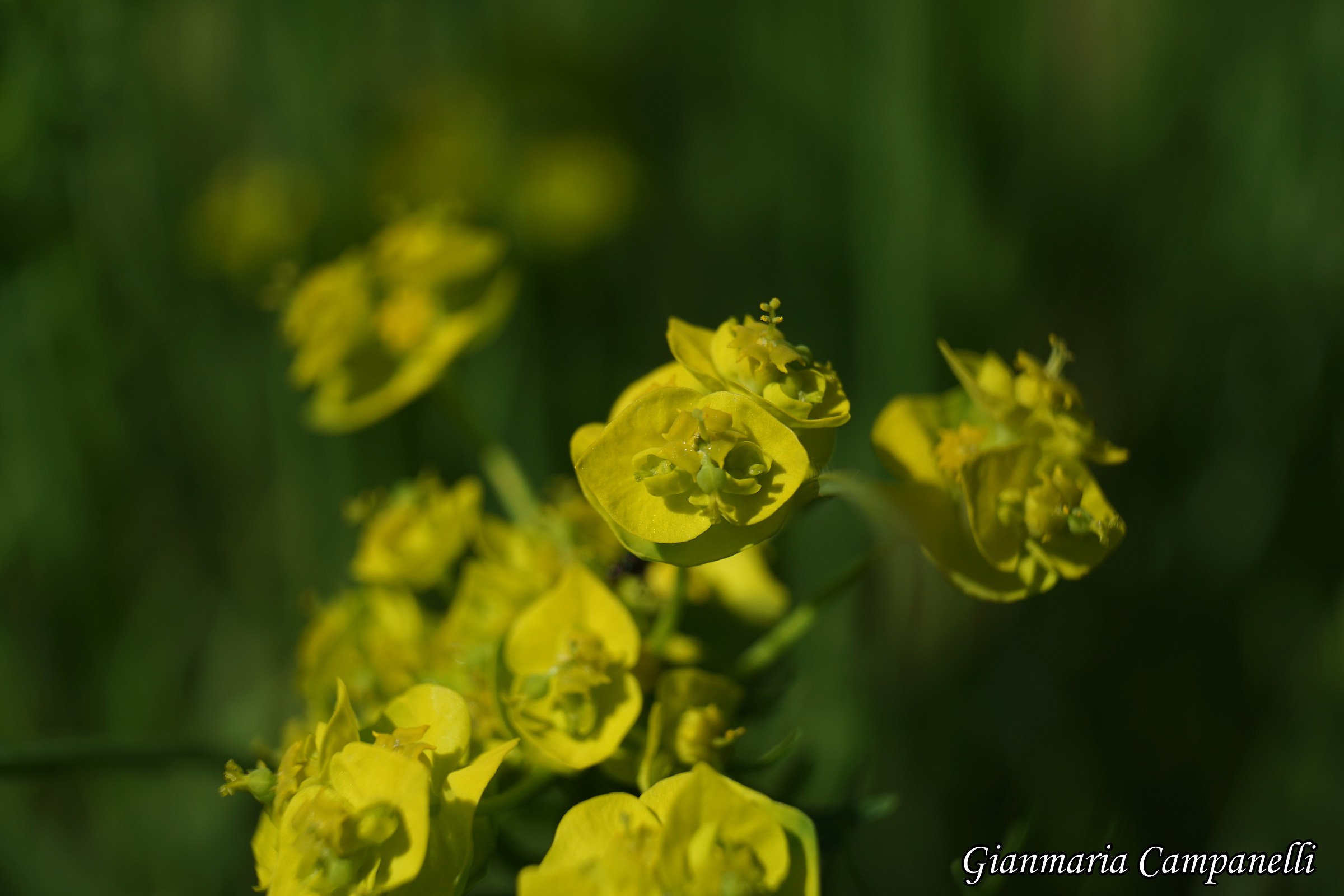 Euphorbia cyparissias