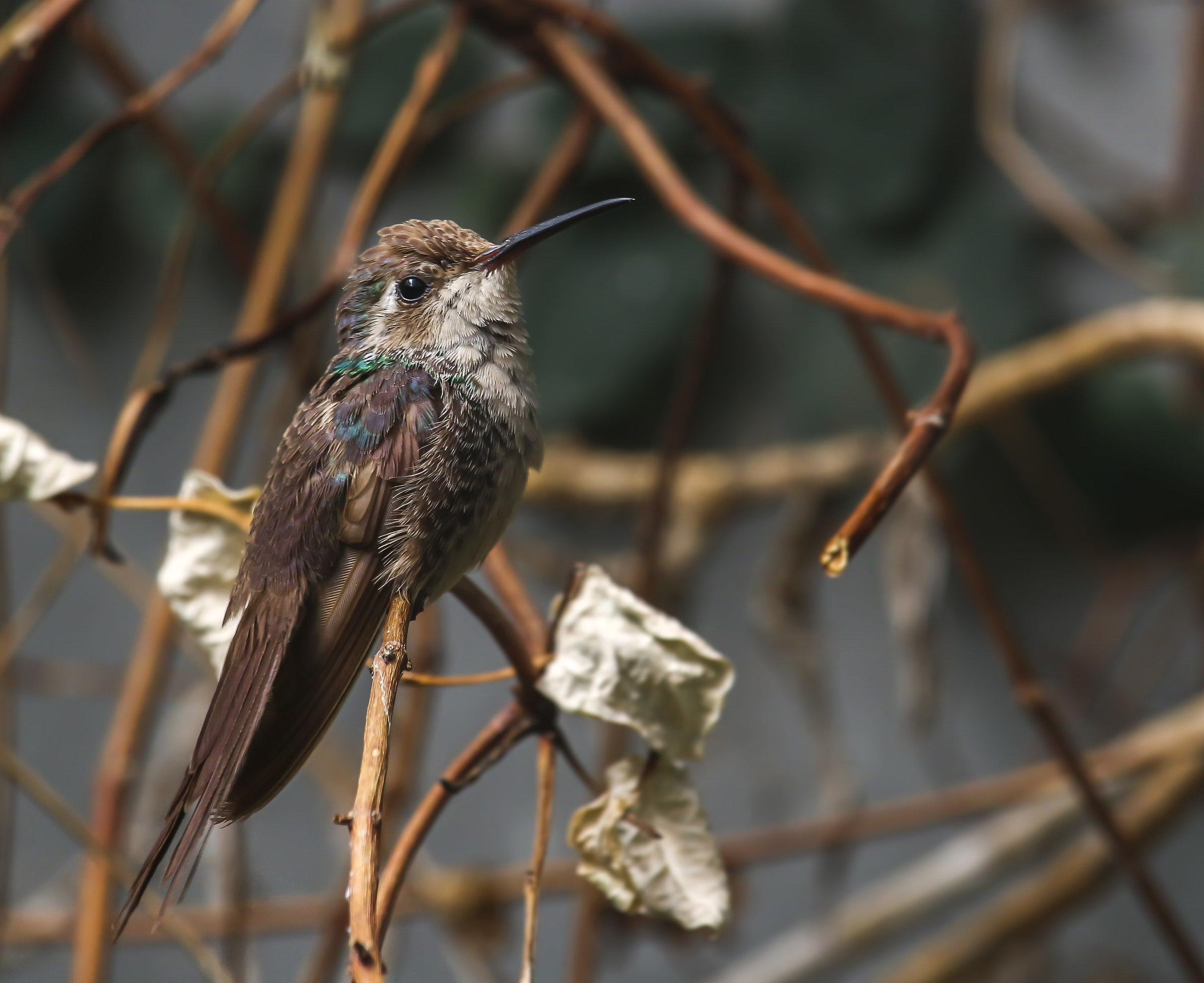 Colibri