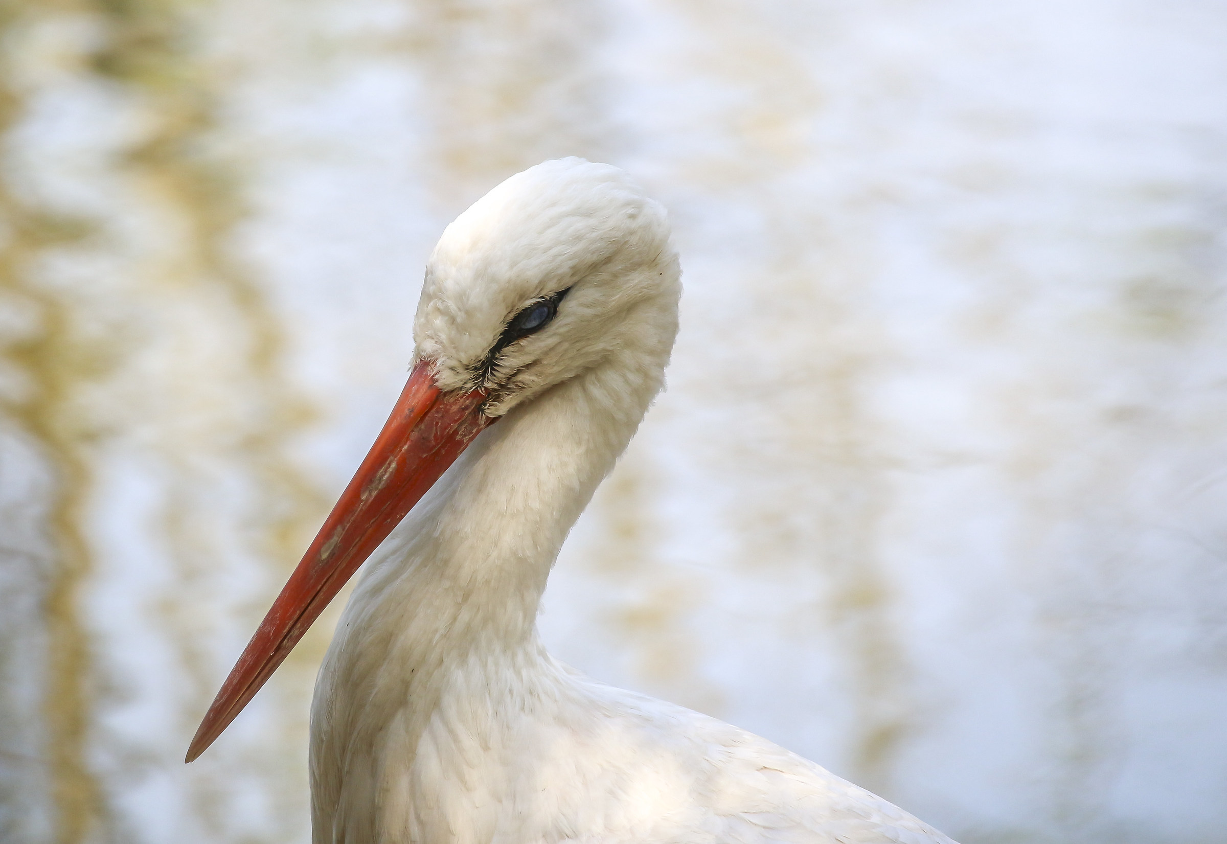 Portrait Stork