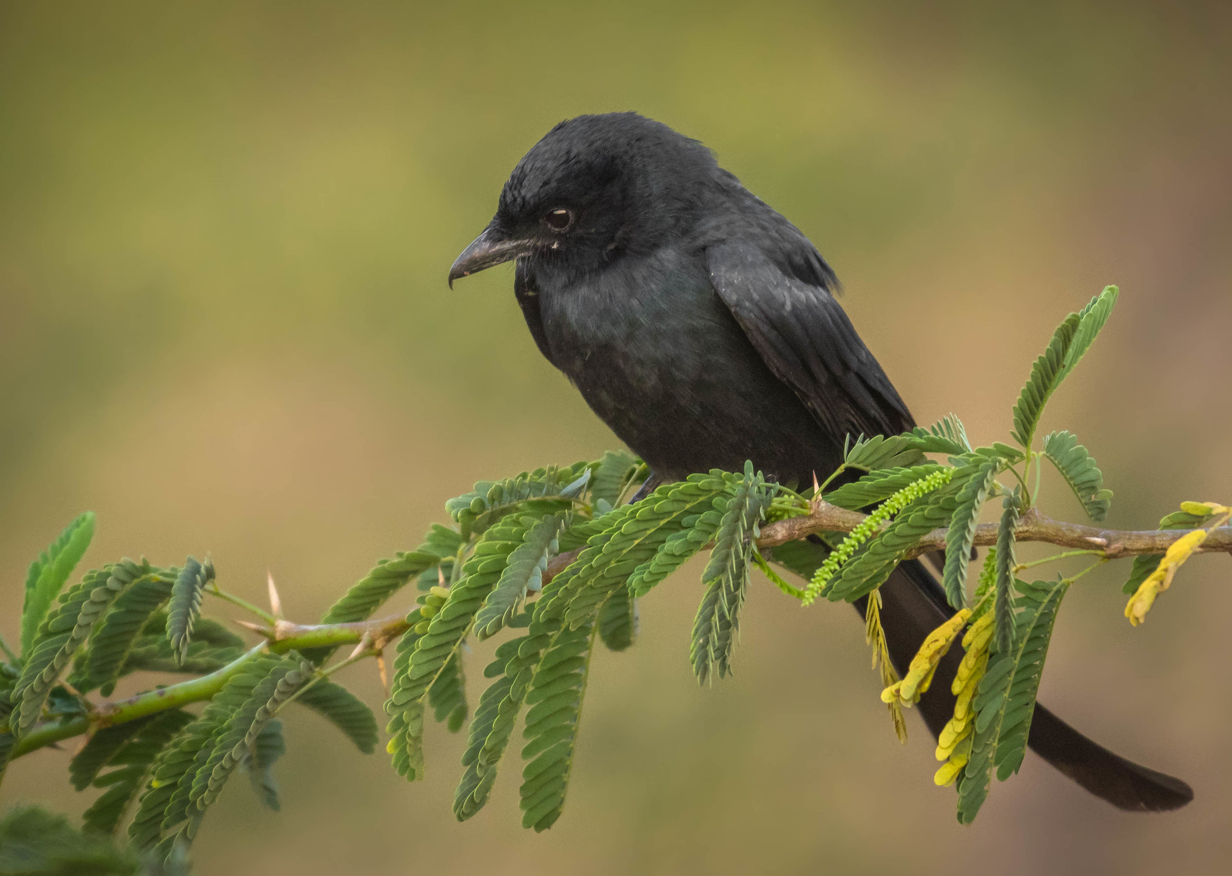 Drongo