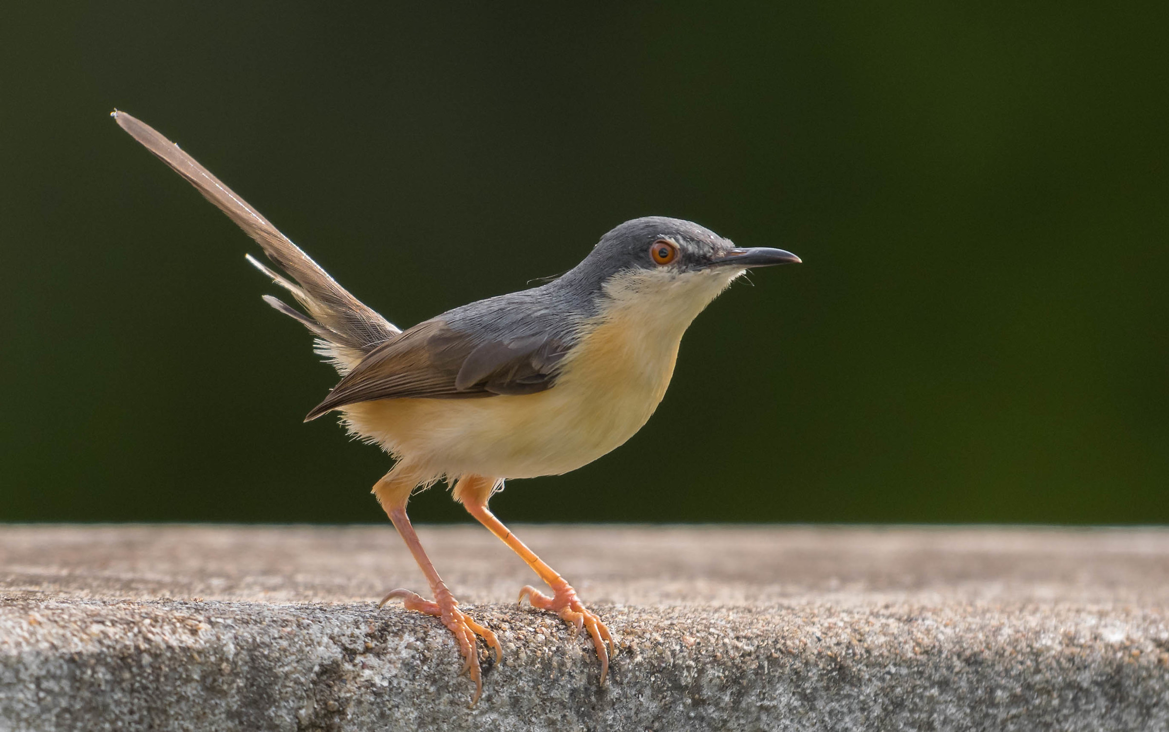 Prinia