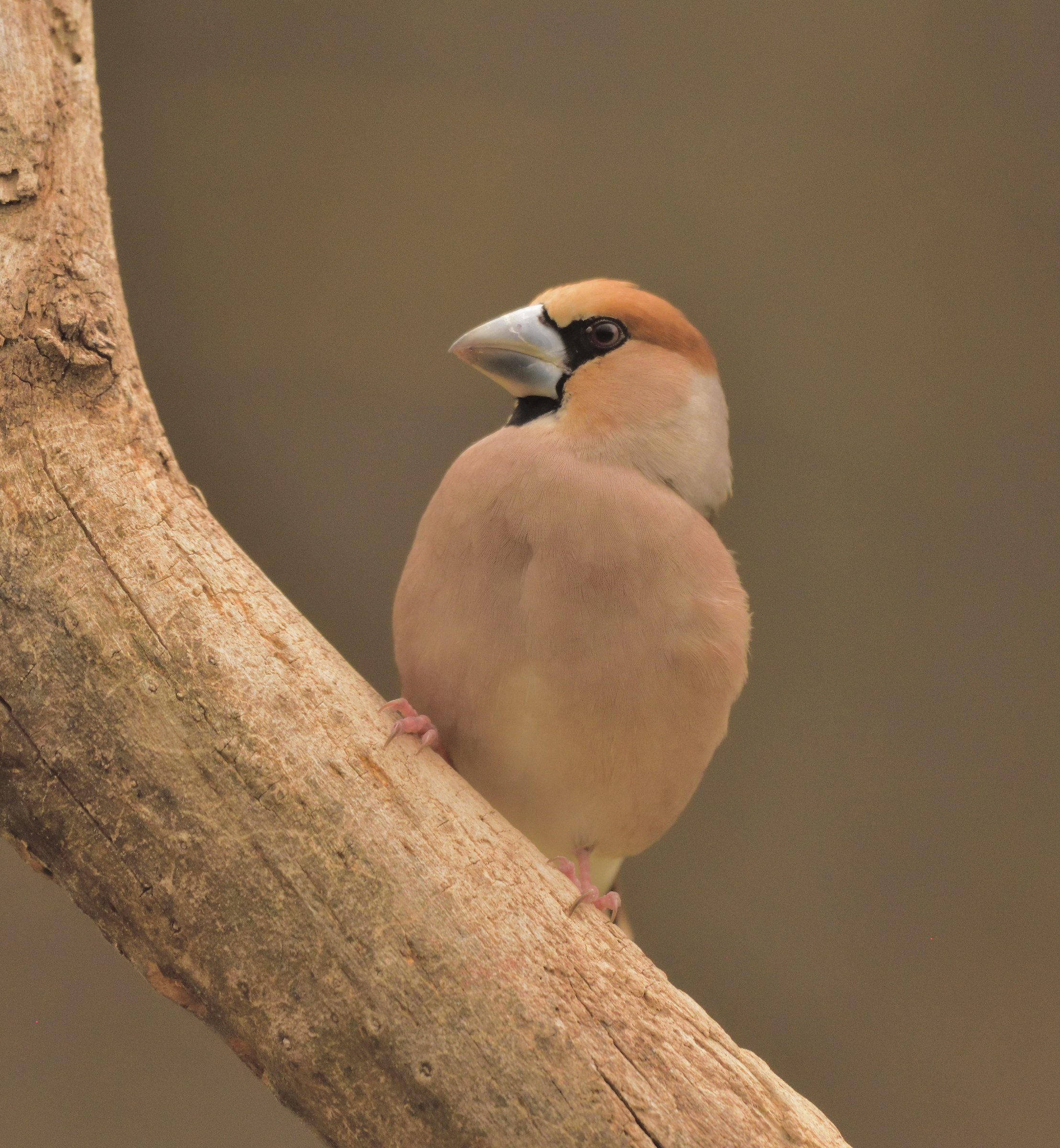 hawfinch