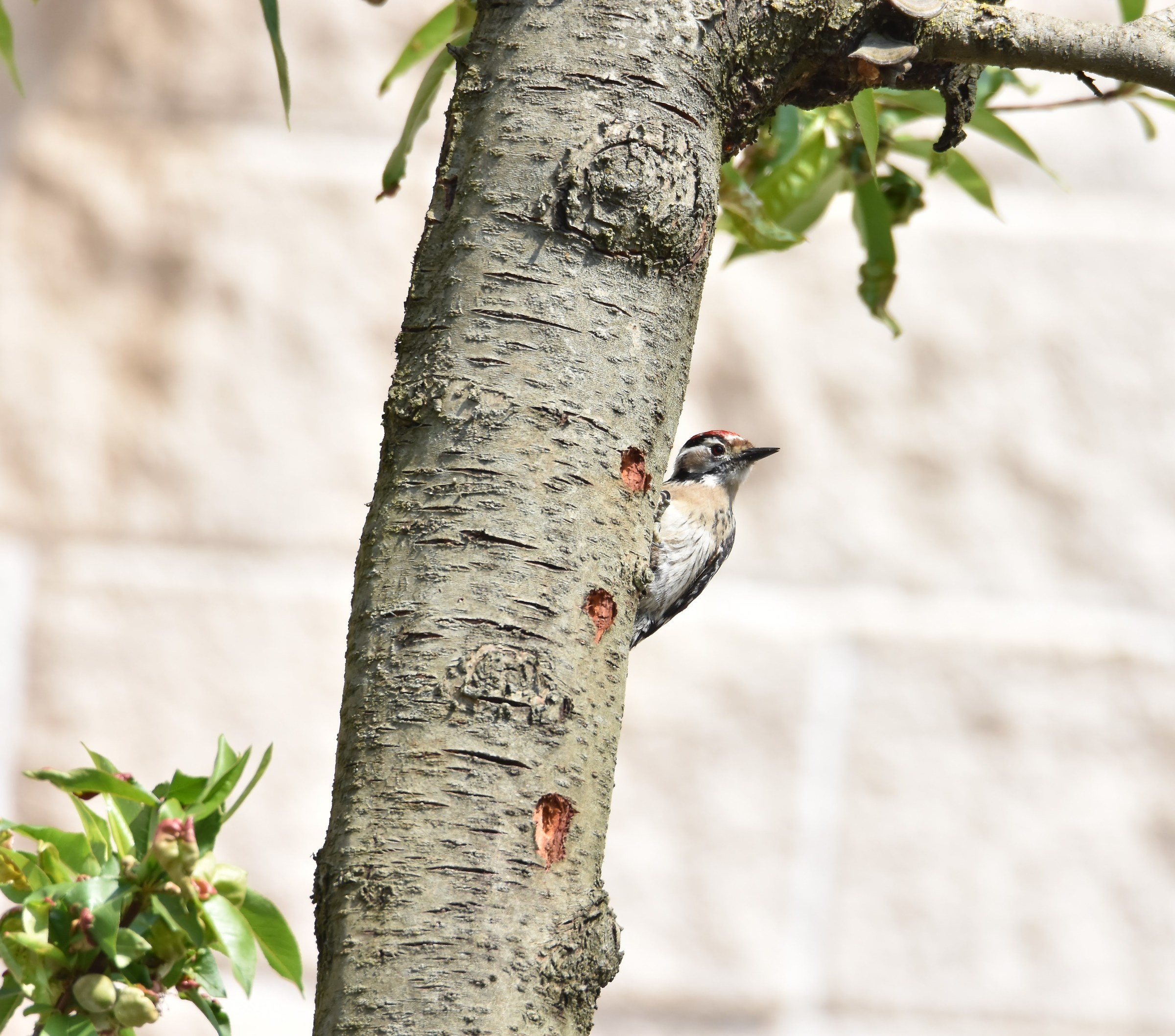 Woody woodpecker-lesser