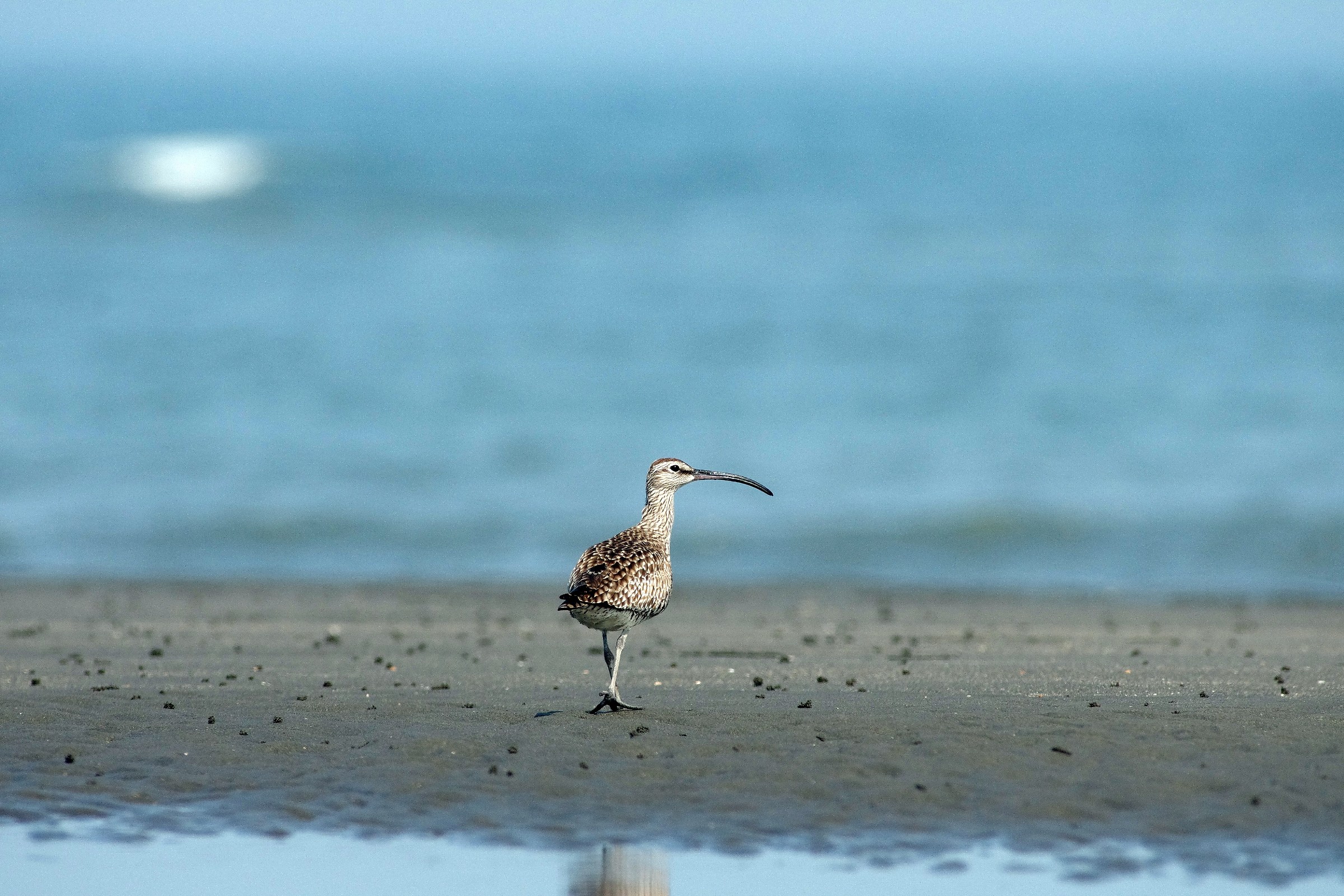 Whimbrel
