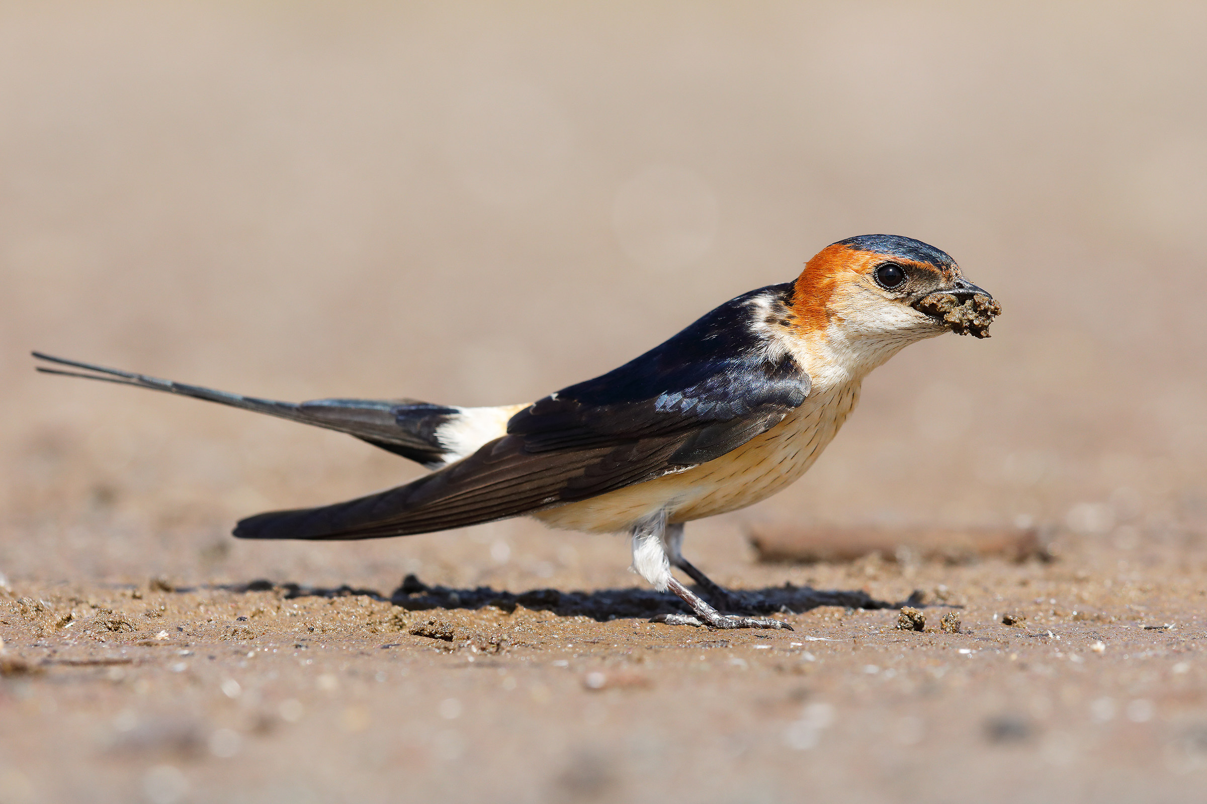 Red-rumped swallow