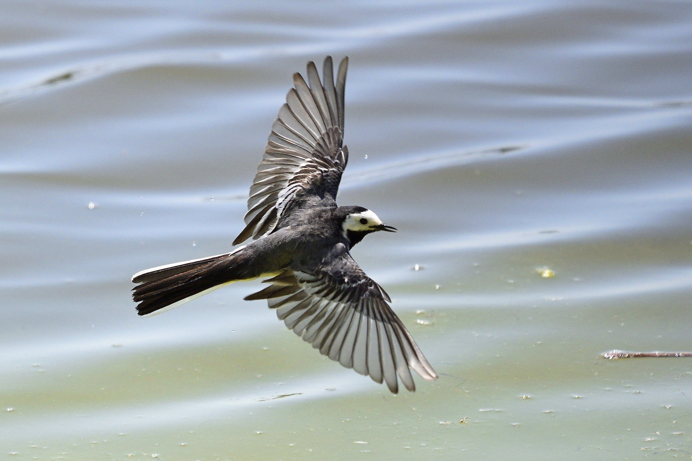 White Wagtail in grazing flight