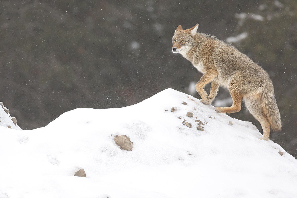 The territory of the Coyote
