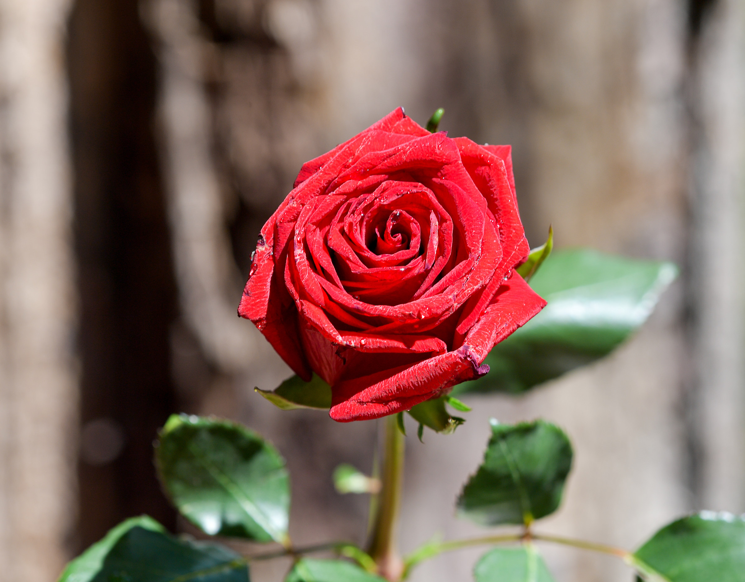 A bright red rose in my garden solo