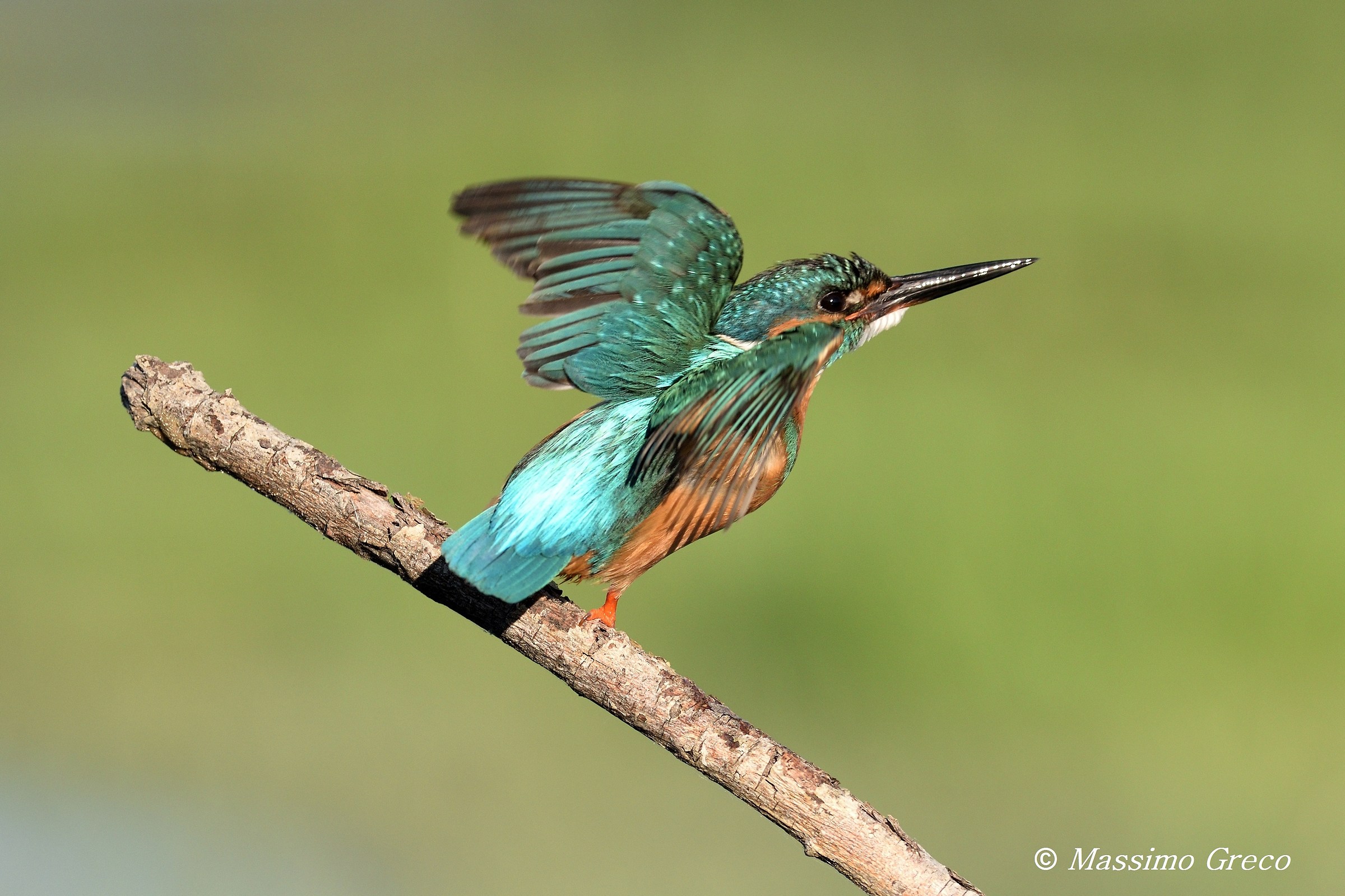 Lo stacco del Martino
