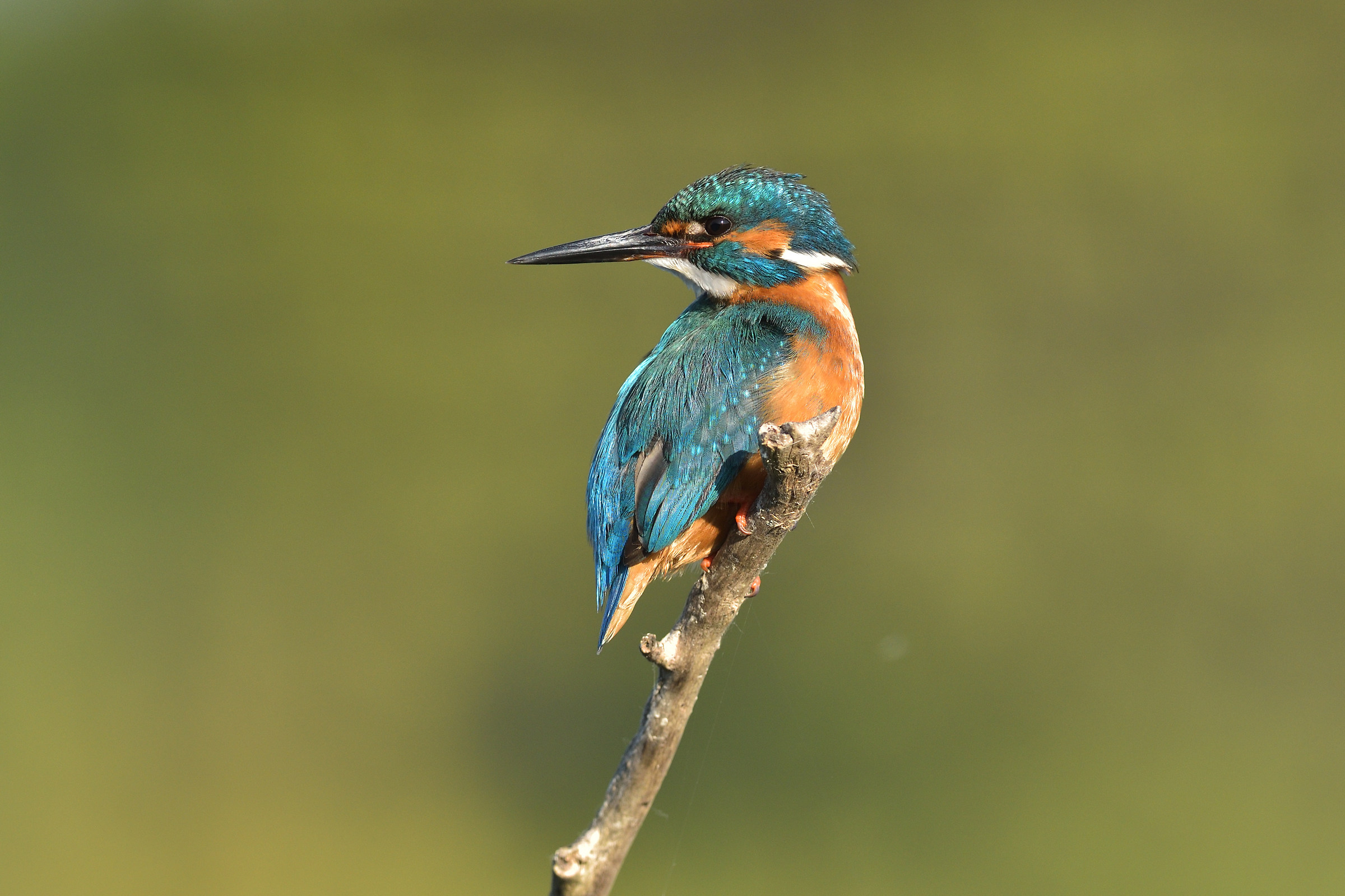 Kingfisher