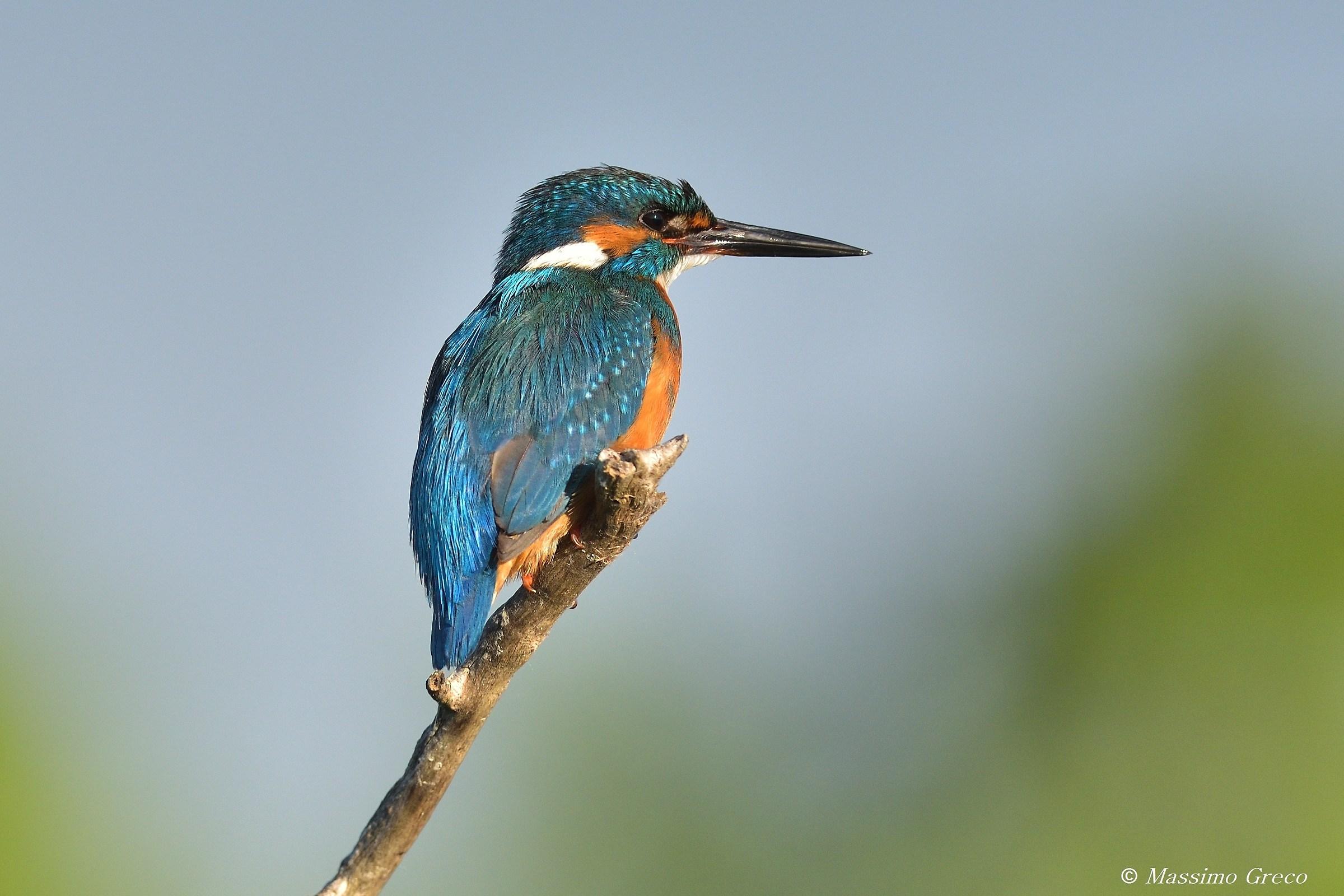 Kingfisher