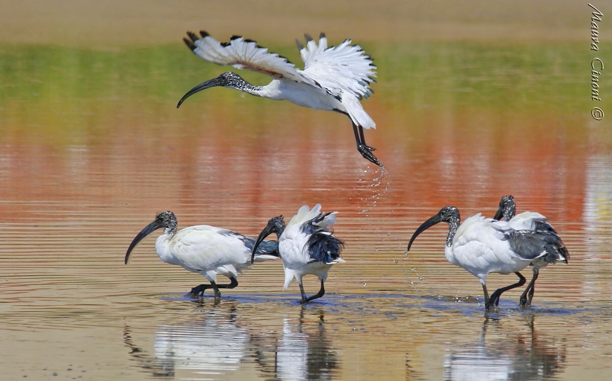 Sacred Ibis in colors