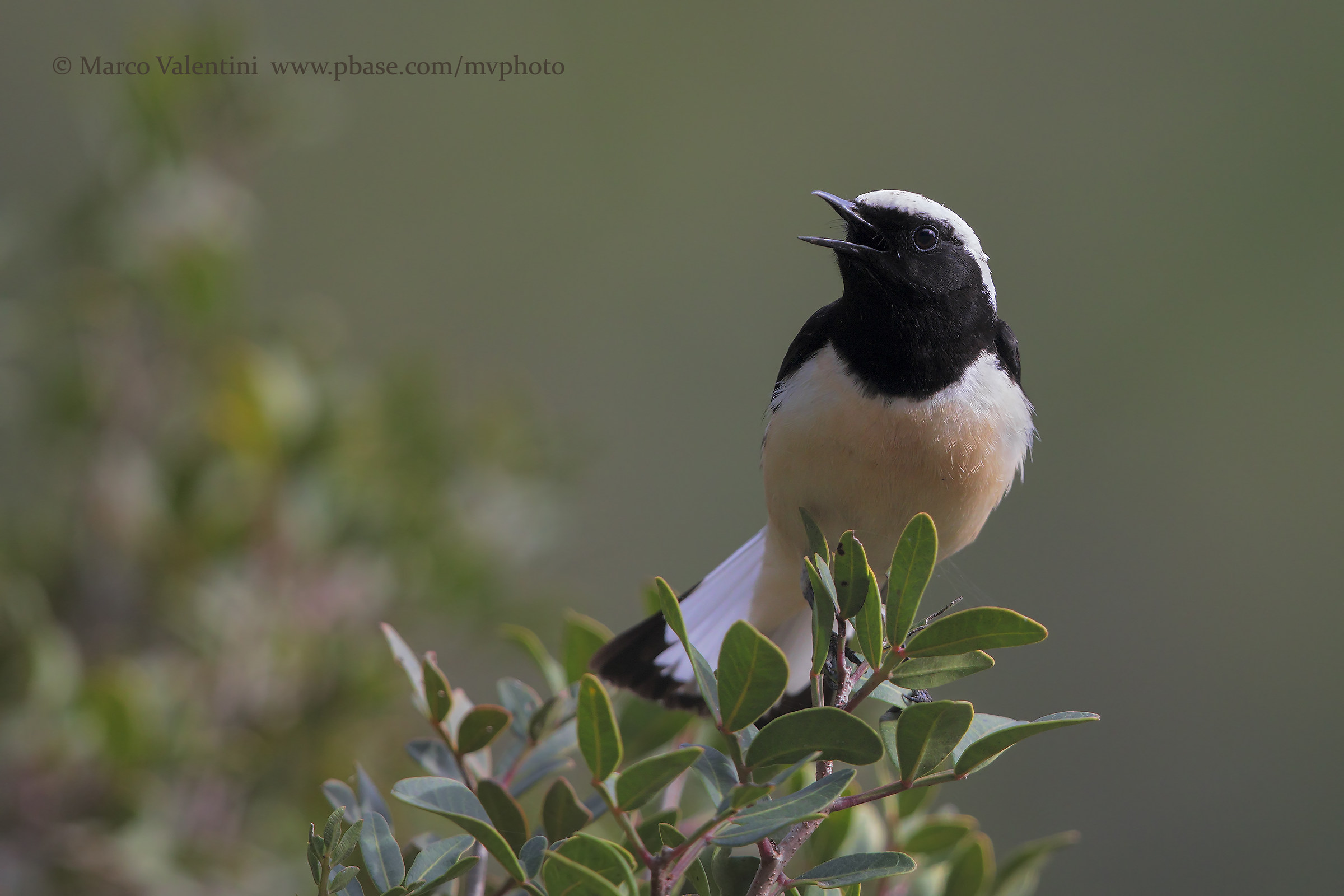 Cyprus Wheatear