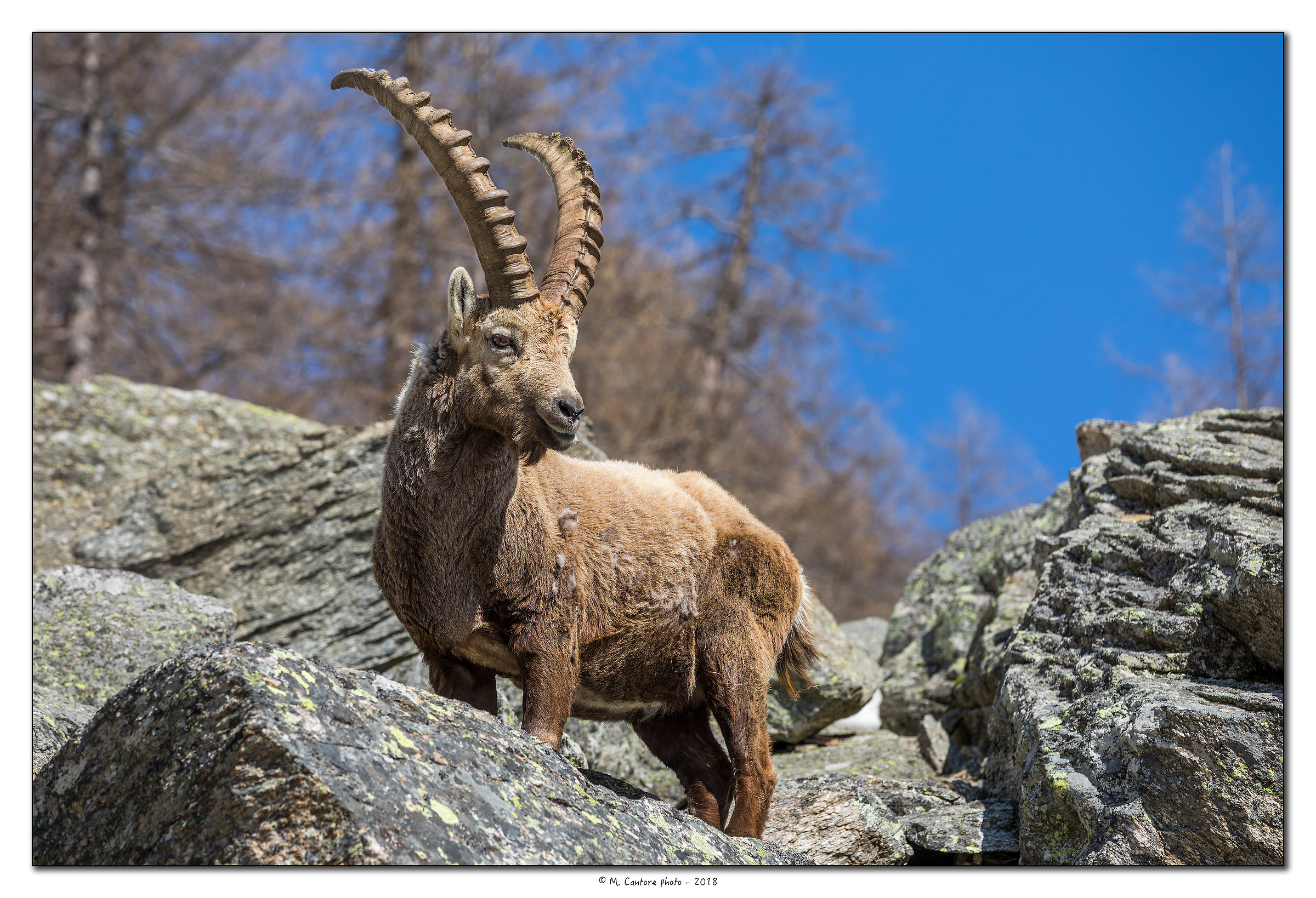 The King of the Park