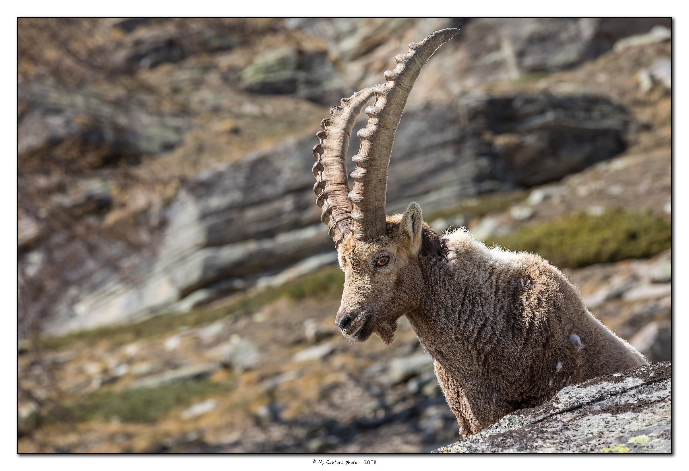 The King of the Park-portrait