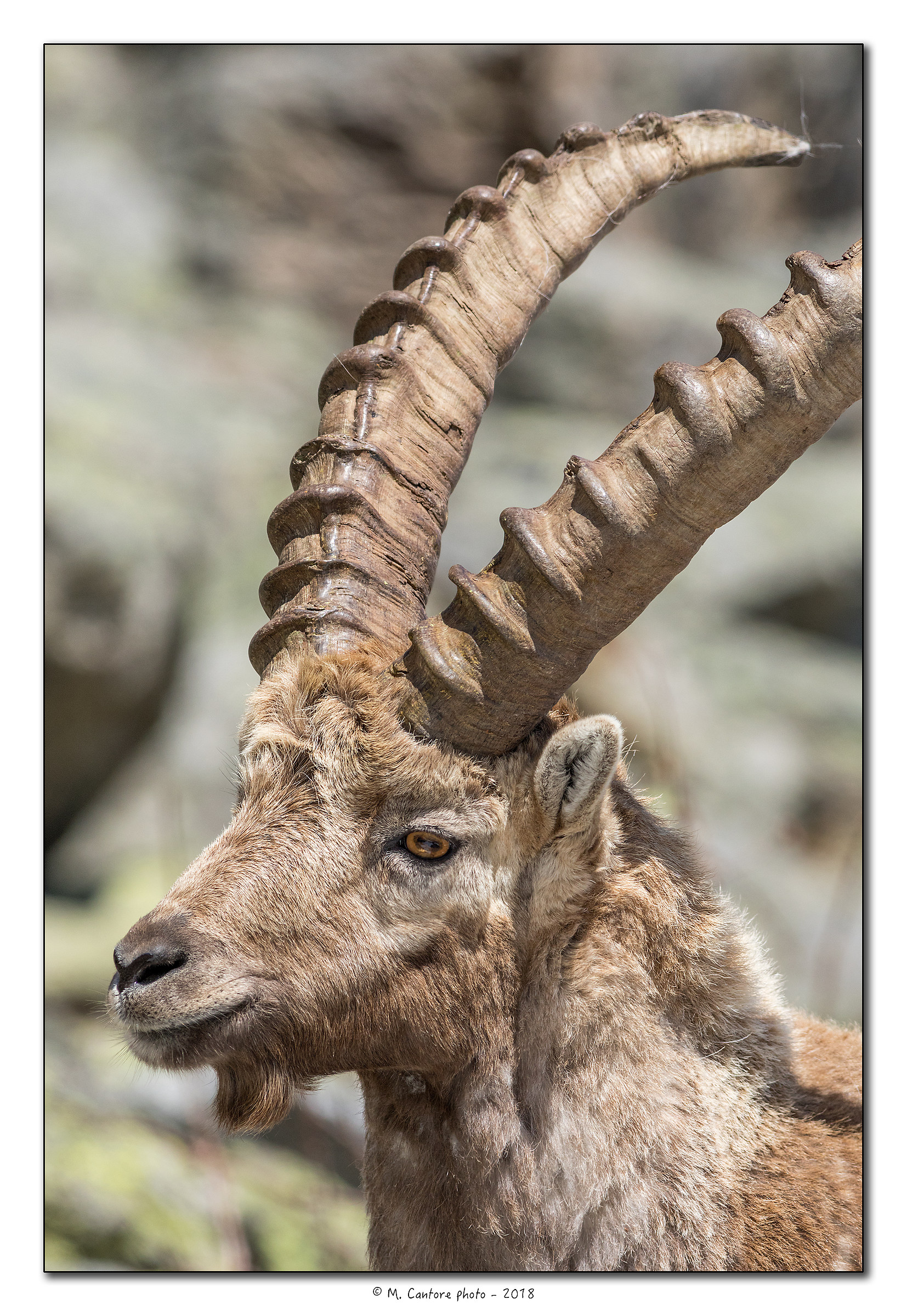 The King of the Park-portrait