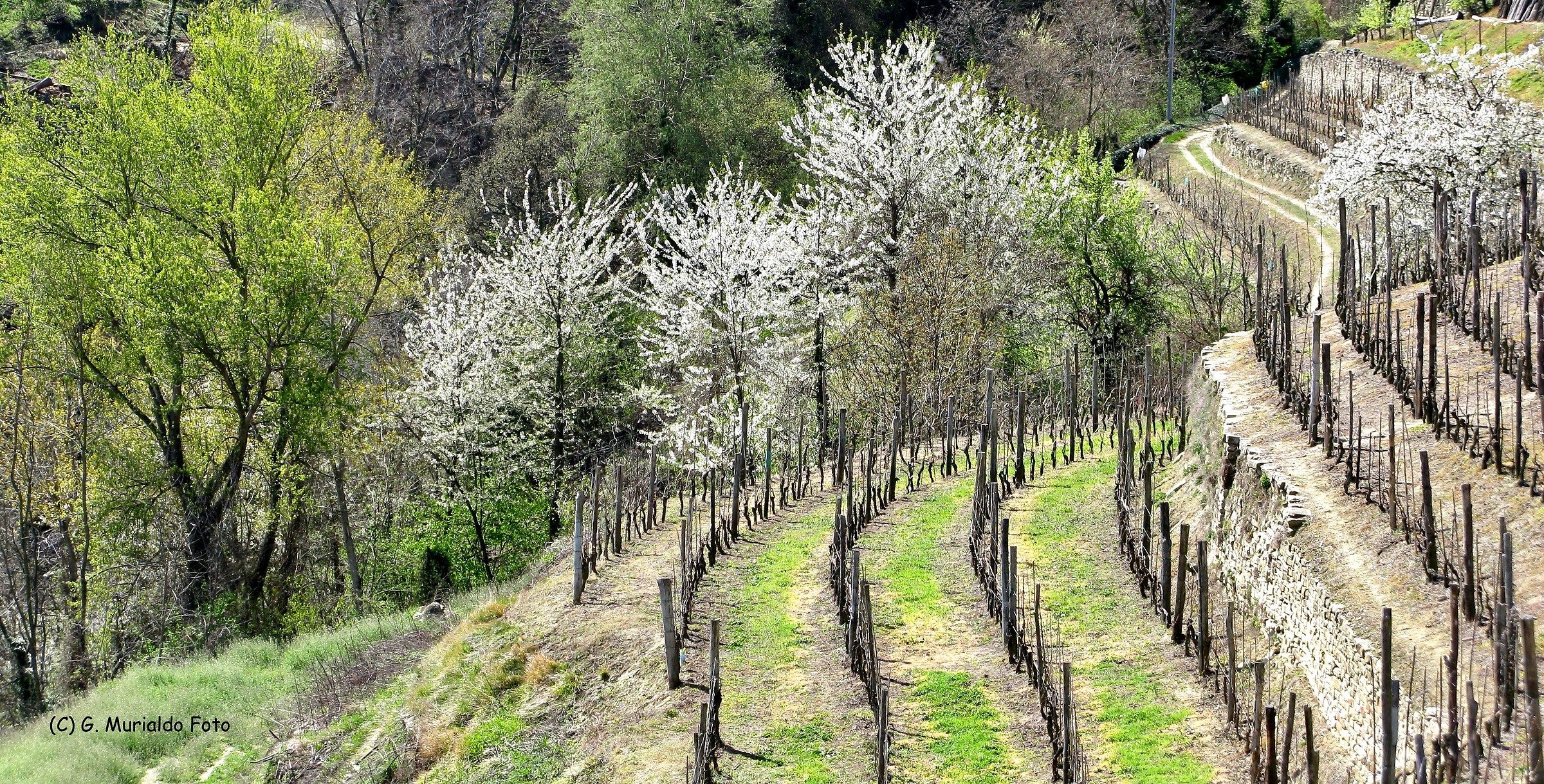 Antichi terrazzamenti a vigneto (Castino)