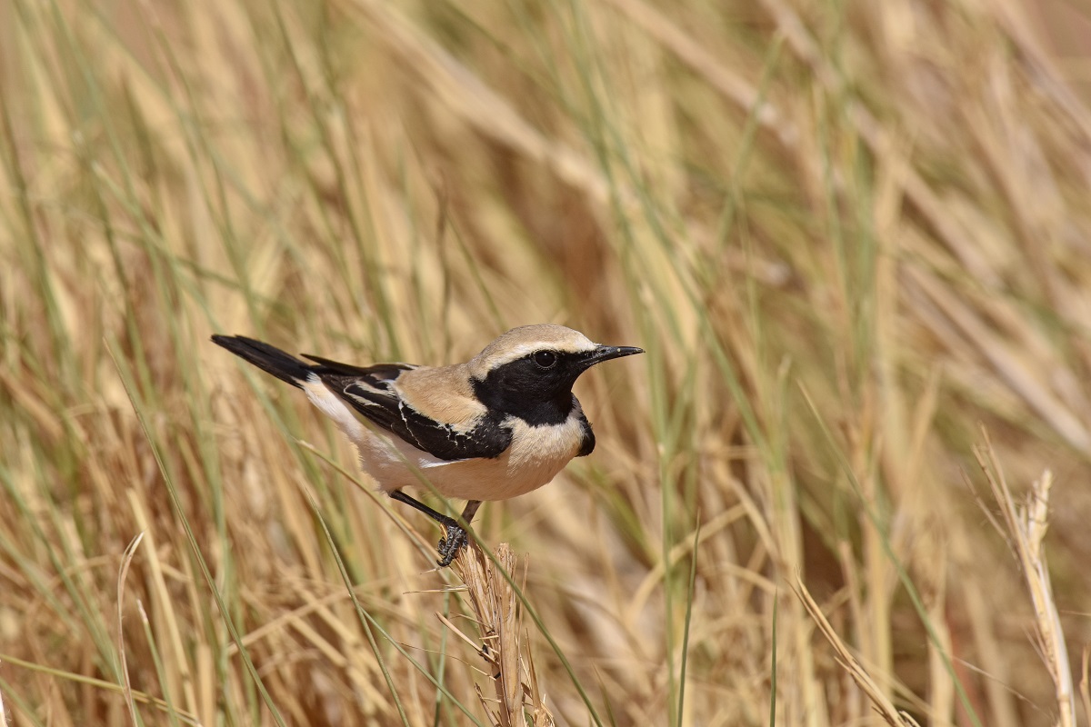 Monachella del deserto