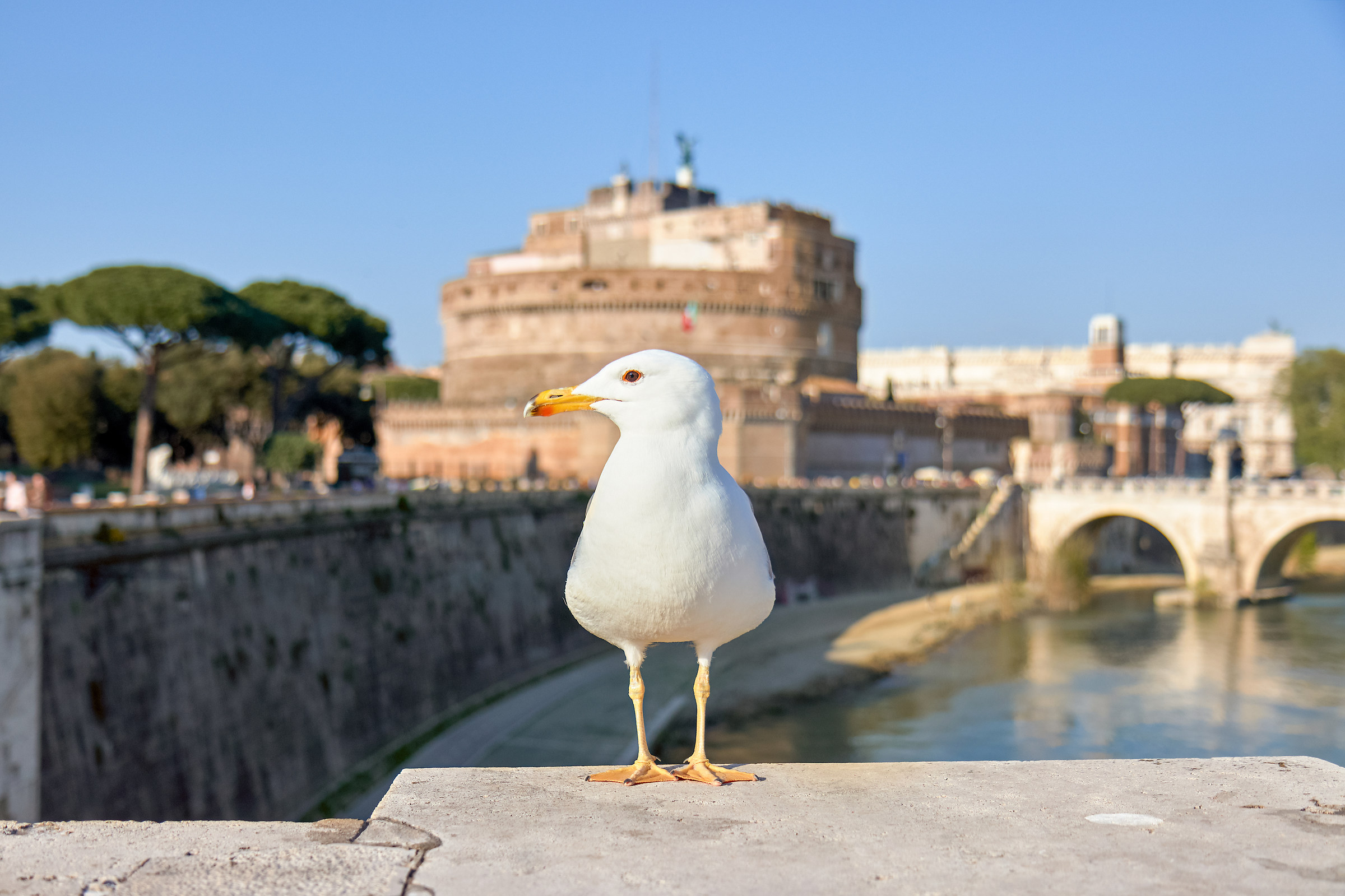 The Seagull ... exceptional model