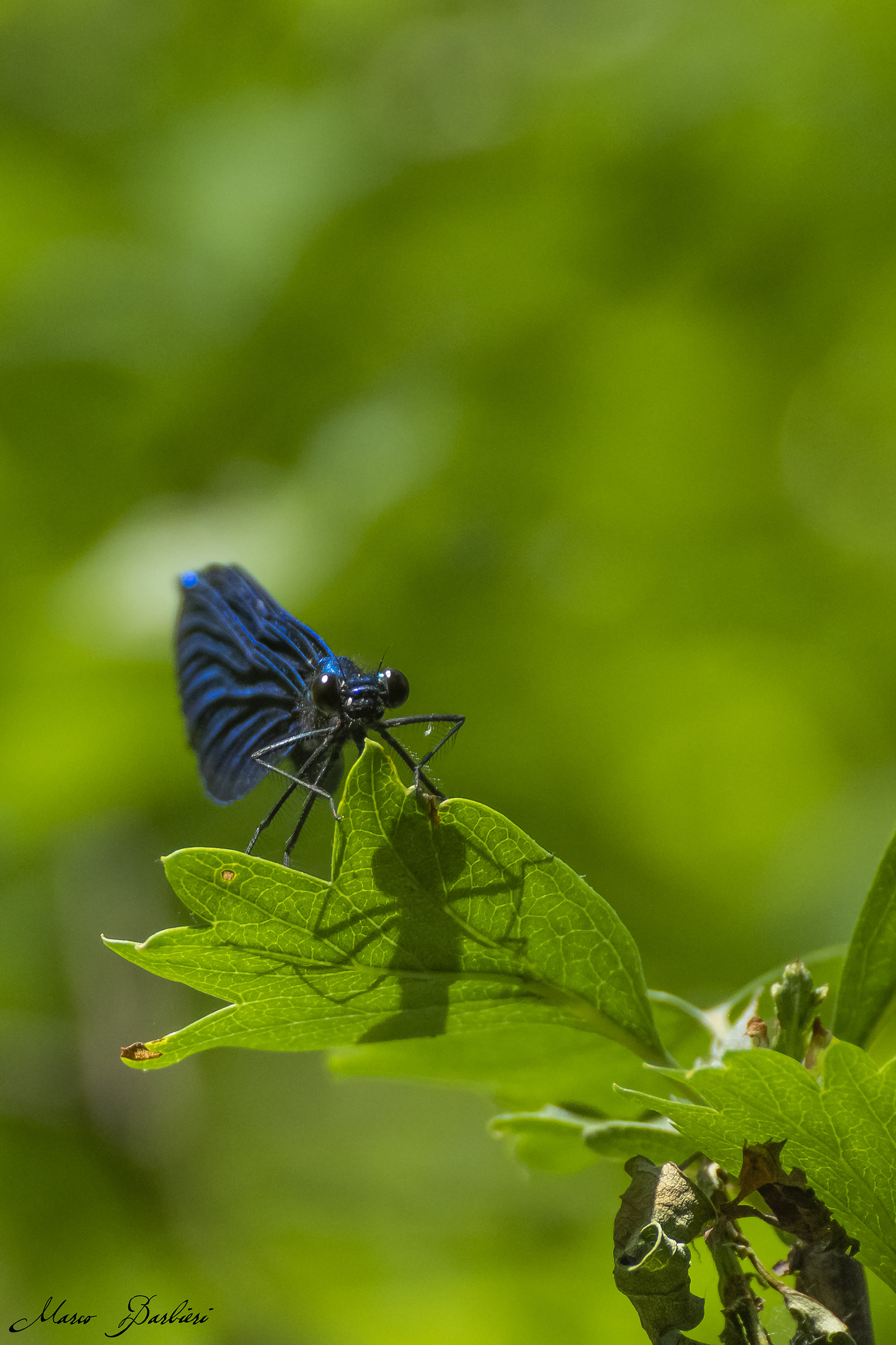 Calopteryx splendens maschio