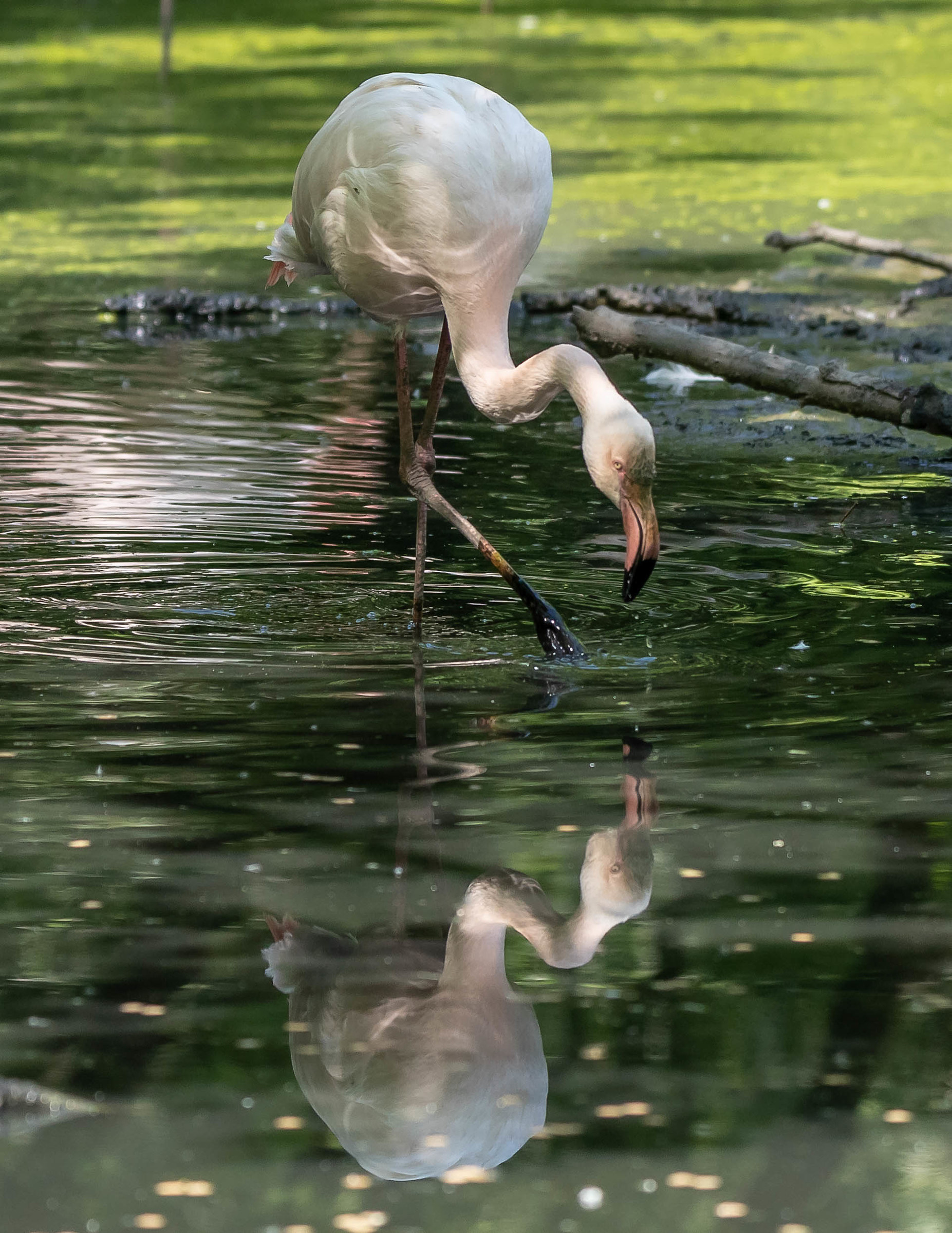 Riflessi di......fenicottero....