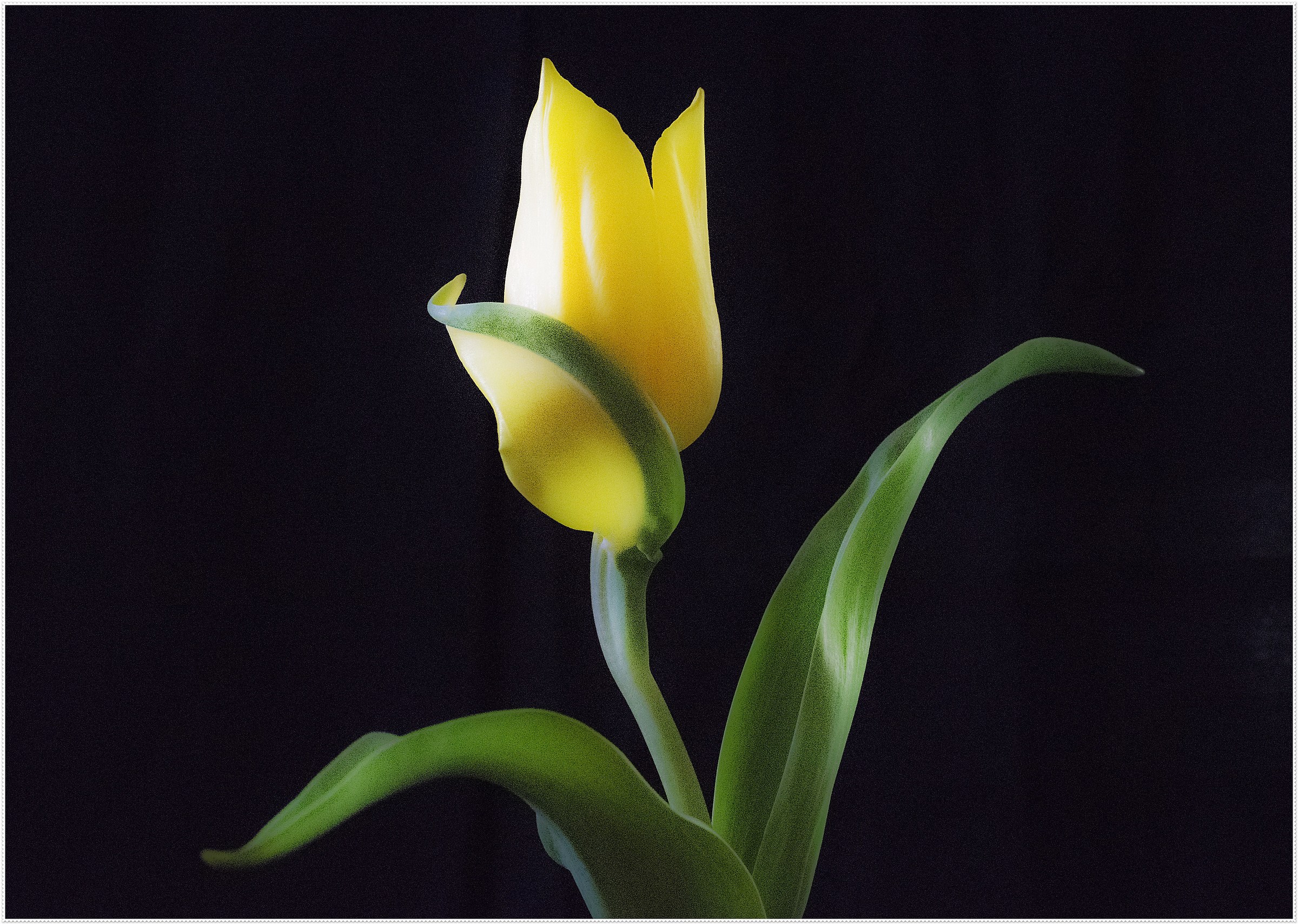 The pale Tulip