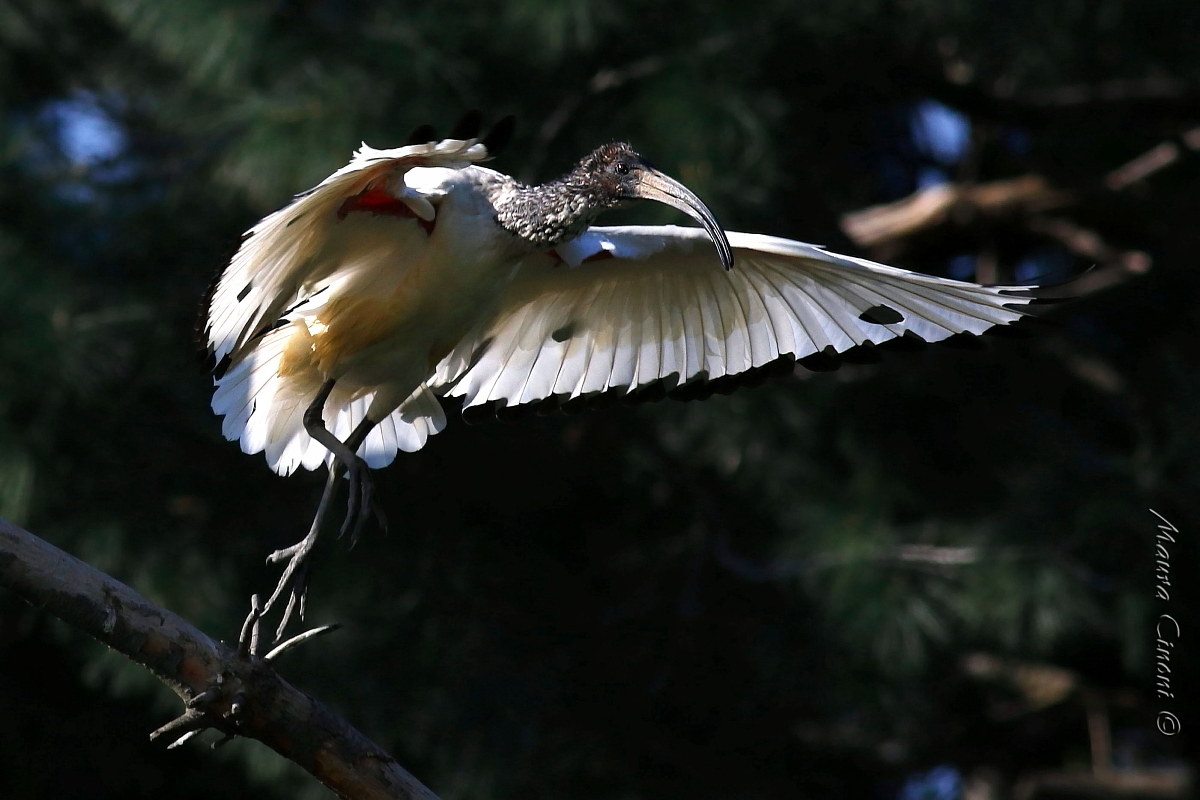 African Sacred Ibis
