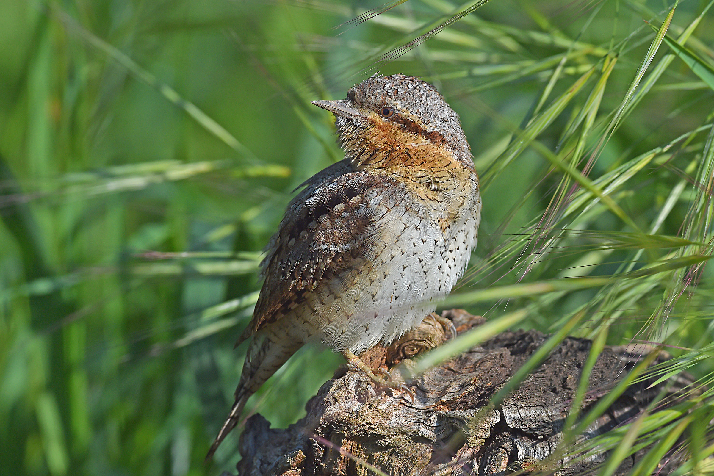 Storie di piume 10  ( Torcicollo )