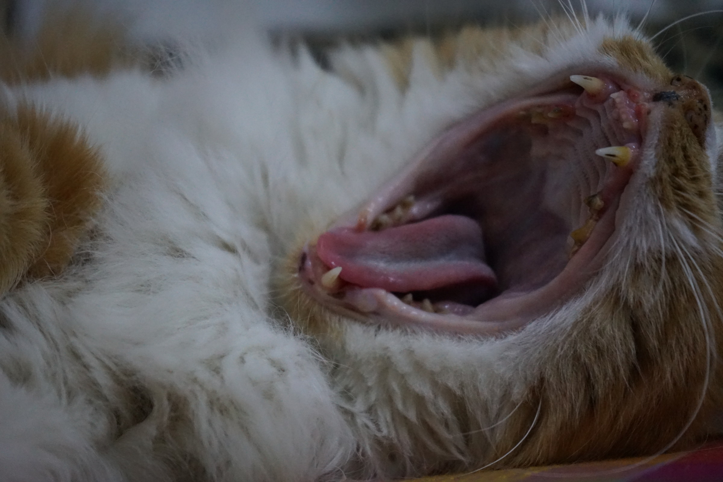 roarrrr! o che sonno!