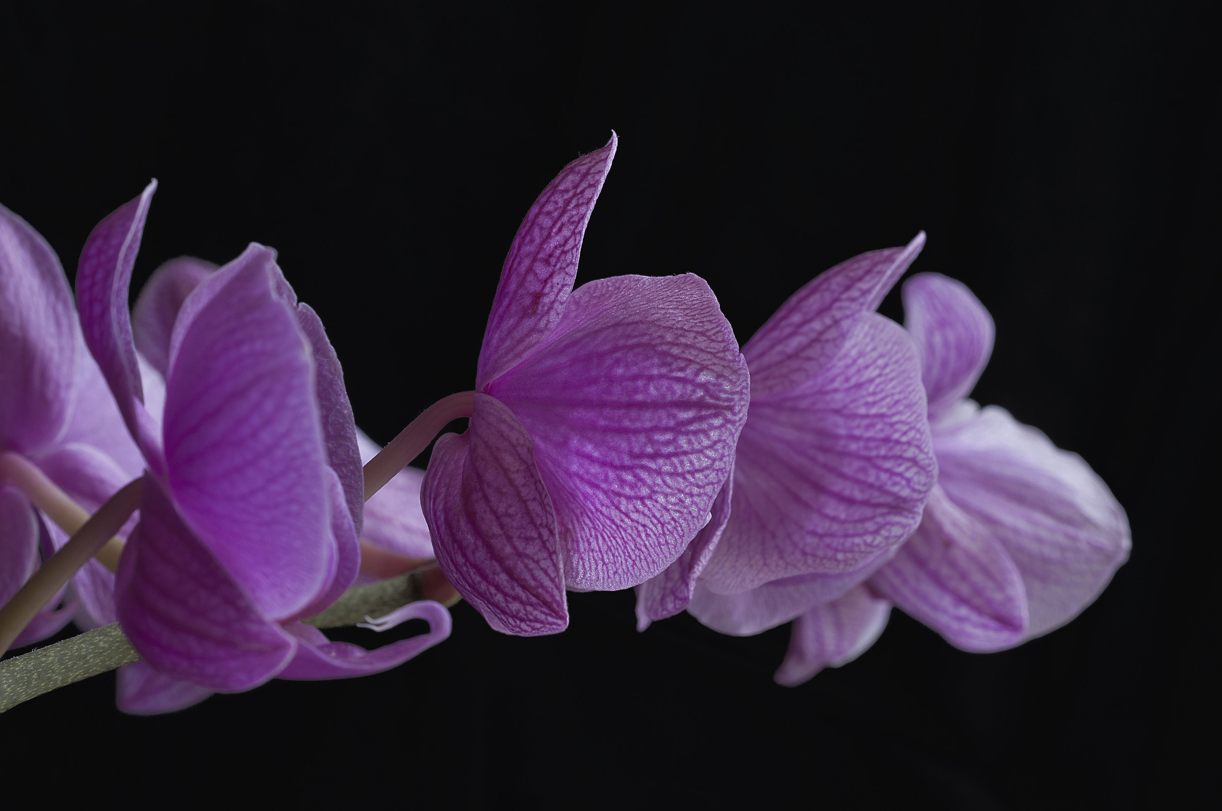 Orchidea