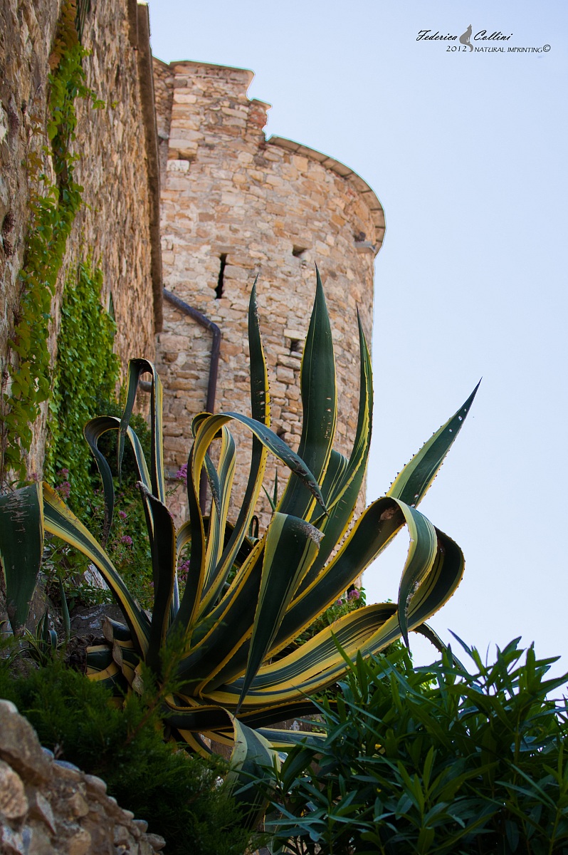 Agave americana variegata
