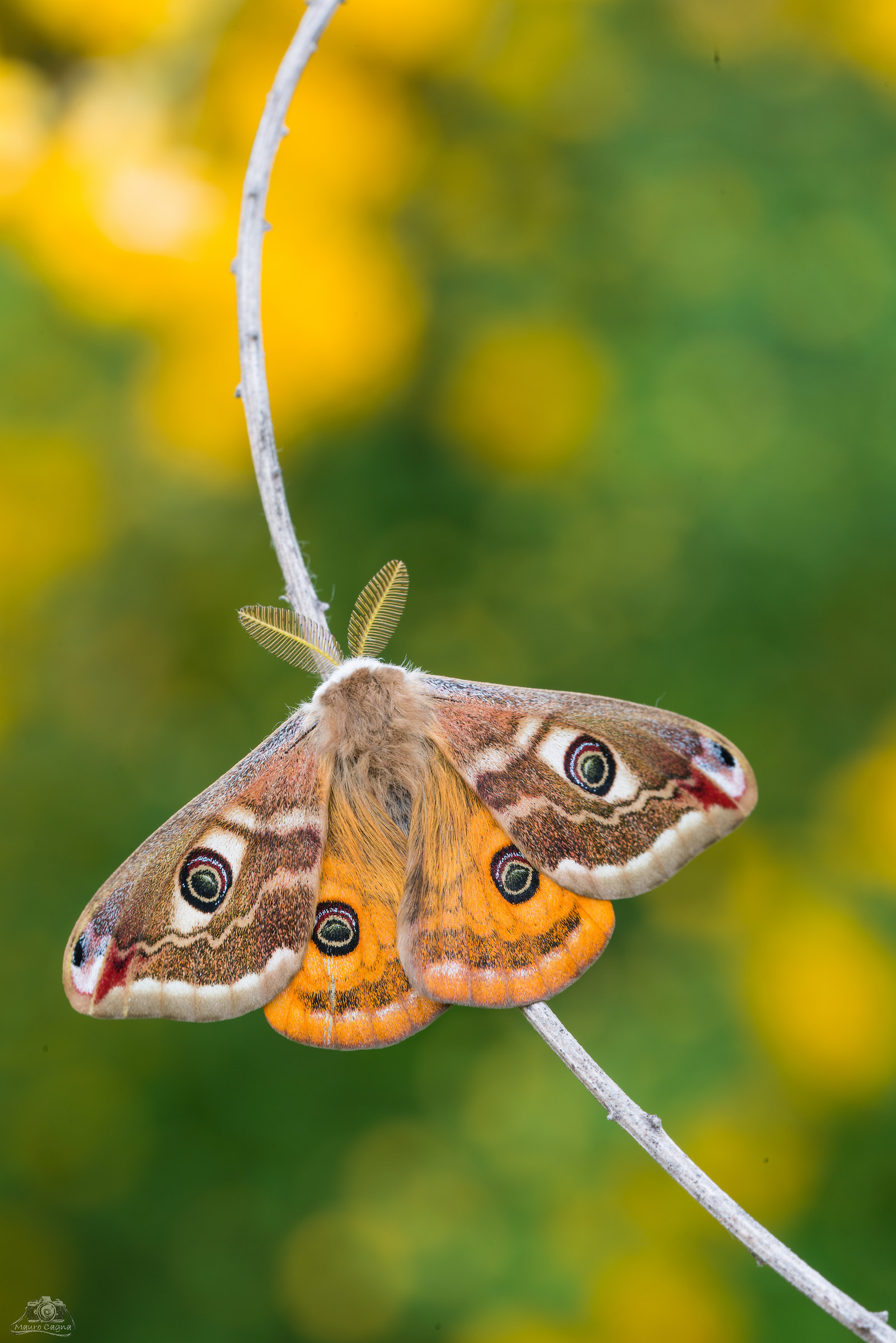 Saturn's rings ... Saturnia male