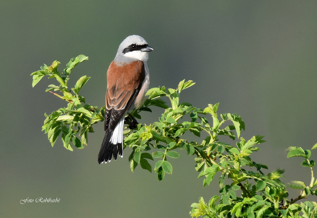 Shrike ...