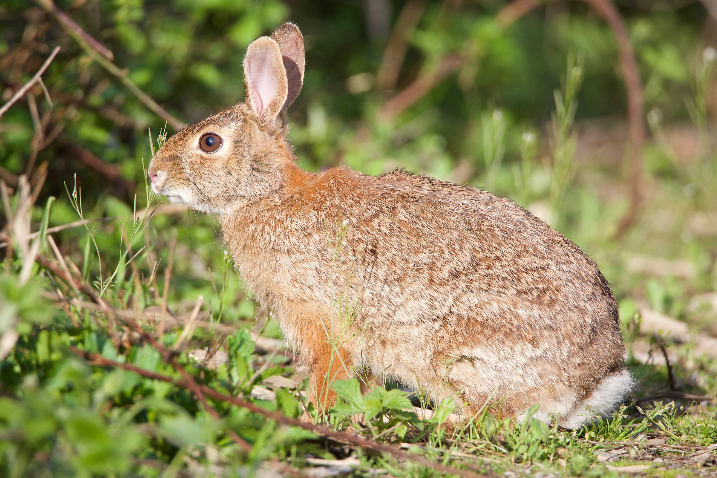 Coniglio selvatico 2